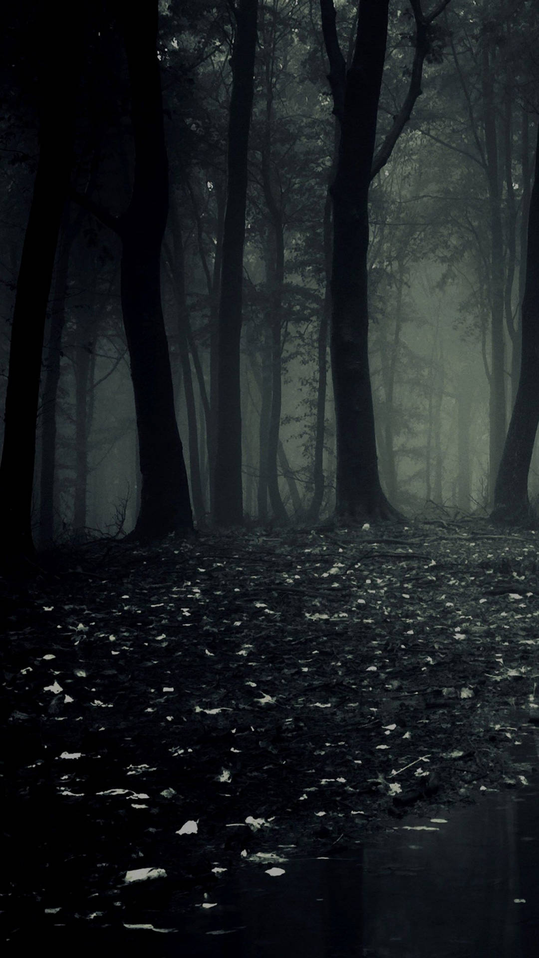 Dark Forest 1366X2428 Wallpaper and Background Image