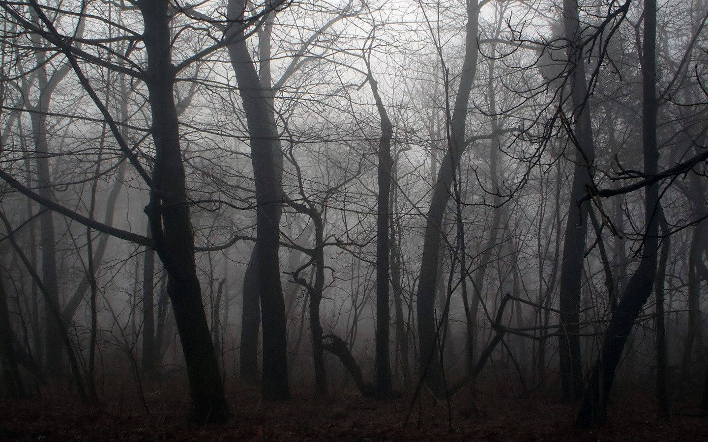 Dark Forest 1440X900 Wallpaper and Background Image