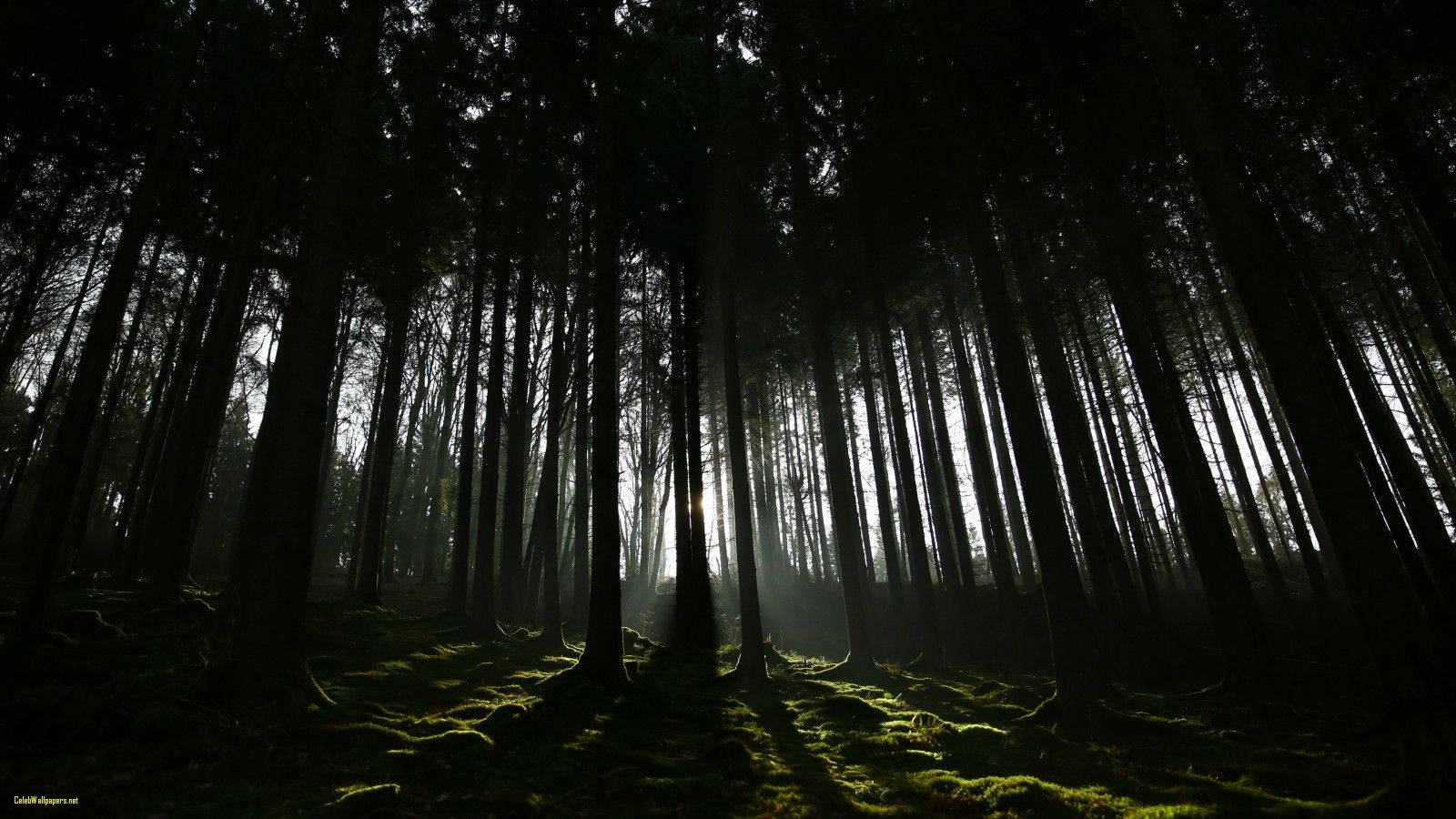 Dark Forest 1600X900 Wallpaper and Background Image