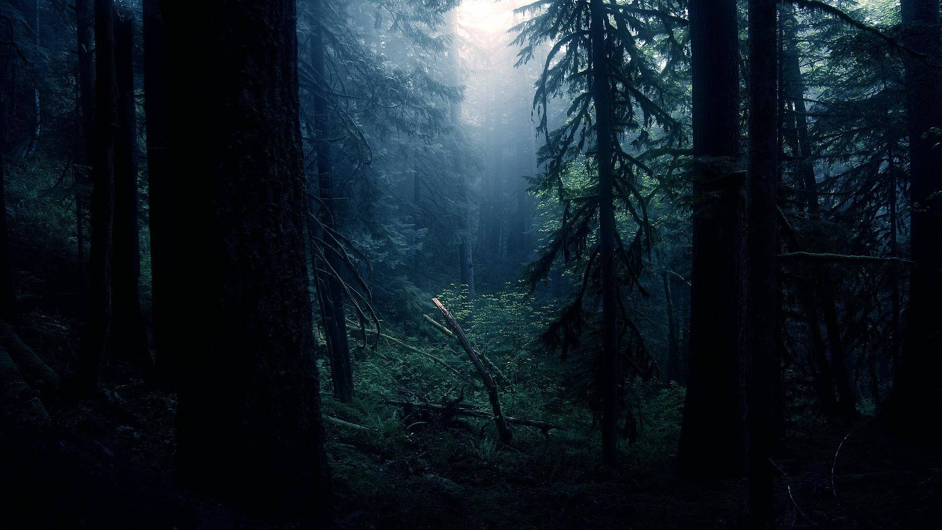 Dark Forest 1920X1080 Wallpaper and Background Image
