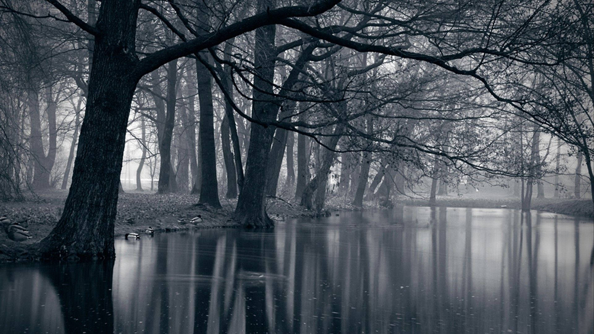Dark Forest 1920X1080 Wallpaper and Background Image