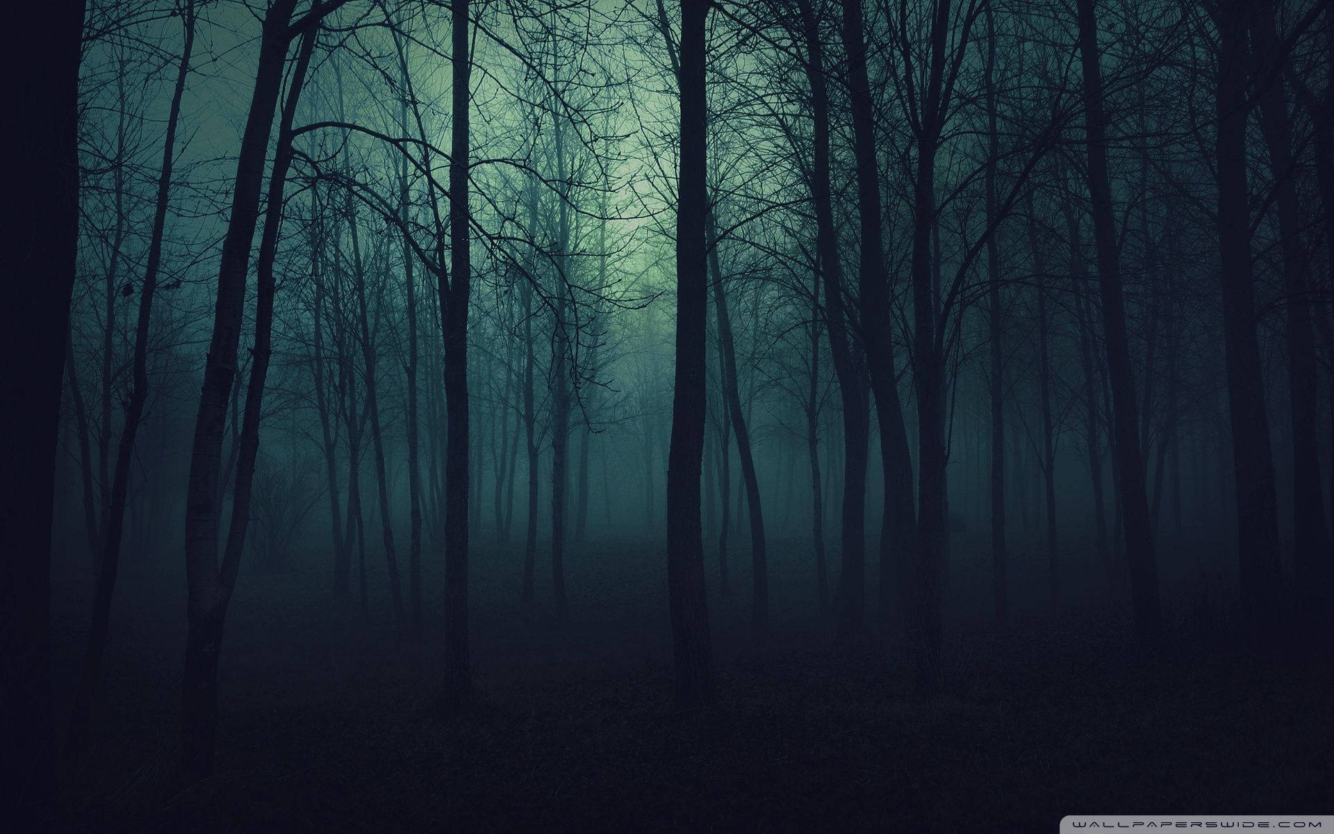 Dark Forest 1920X1200 Wallpaper and Background Image