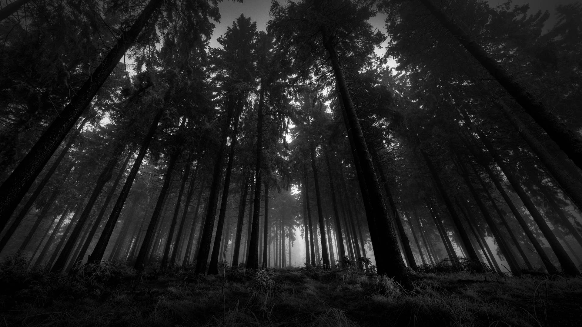 Dark Forest 2560X1440 Wallpaper and Background Image