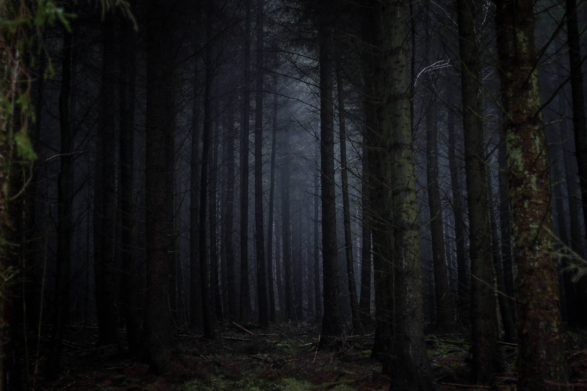 Dark Forest 3456X2304 Wallpaper and Background Image