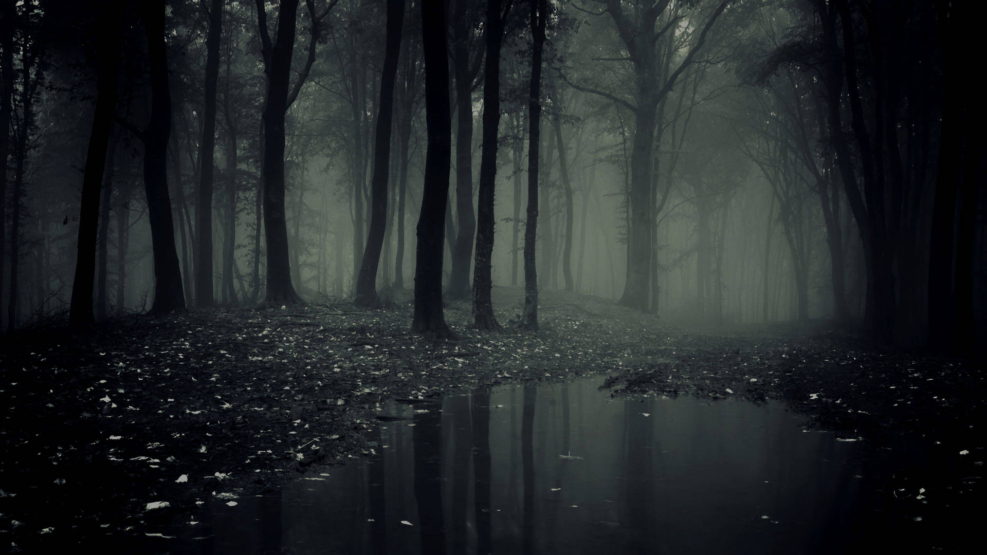 Dark Forest 3840X2160 Wallpaper and Background Image