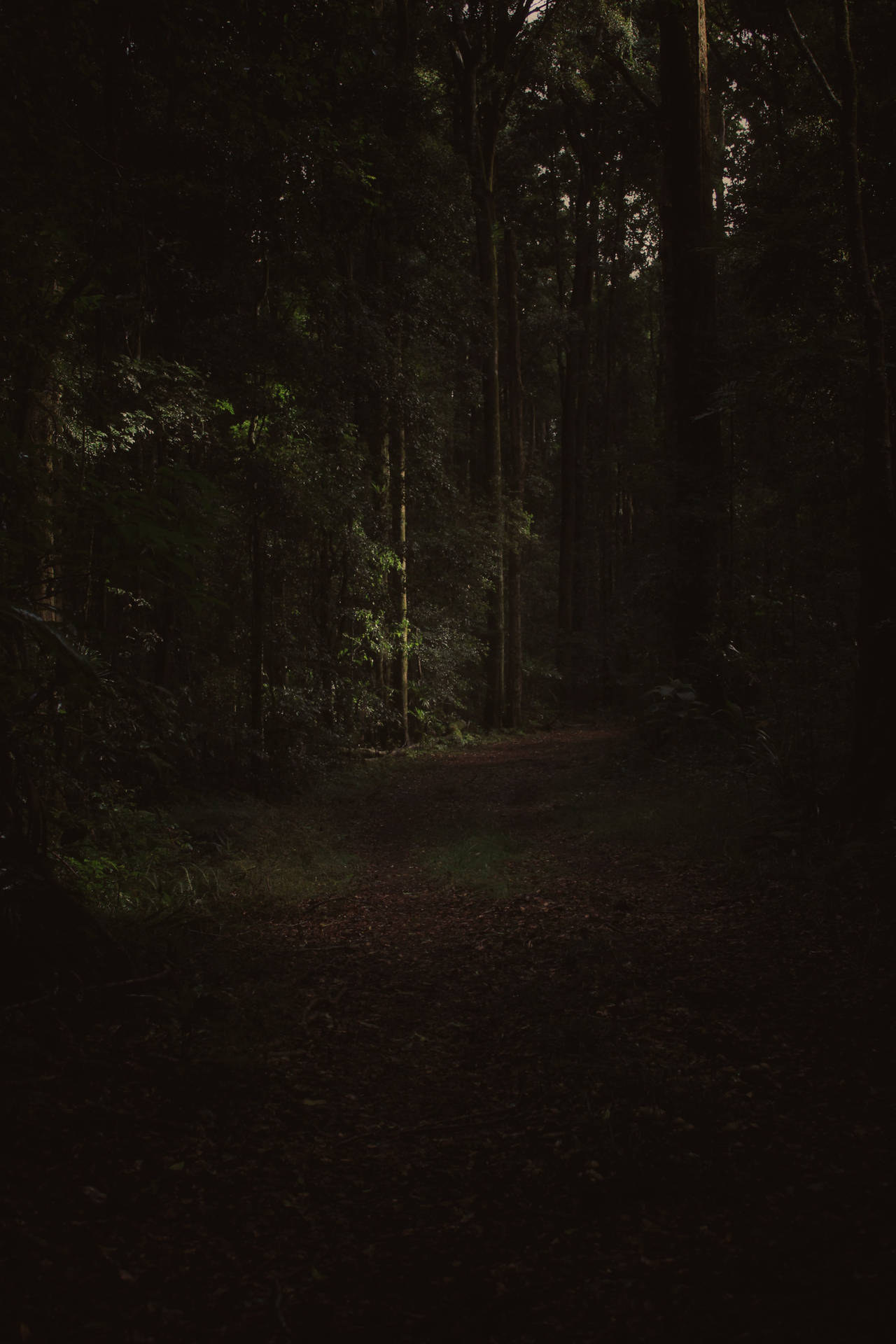 Dark Forest 4000X6000 Wallpaper and Background Image
