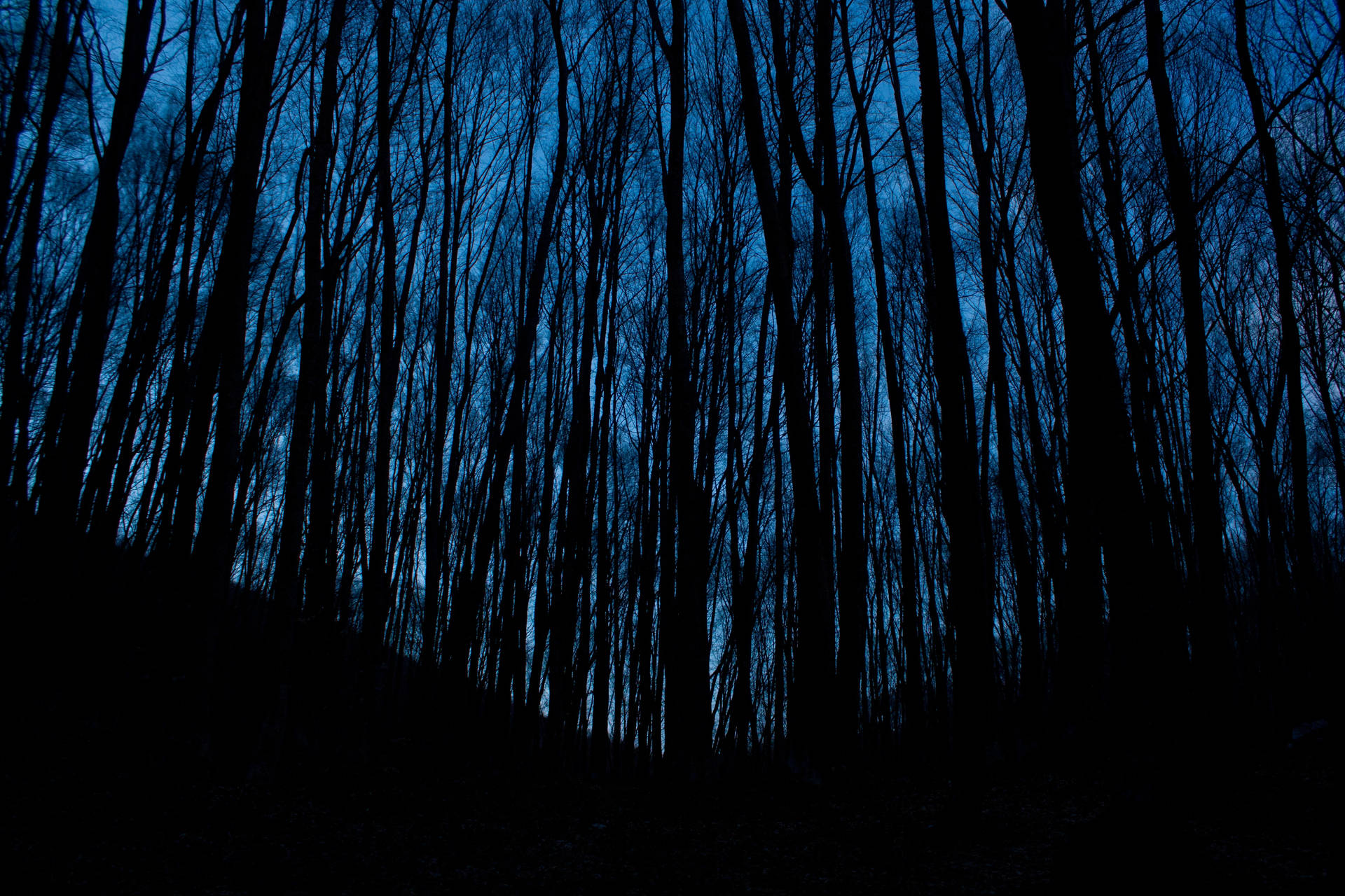 Dark Forest 4162X2775 Wallpaper and Background Image
