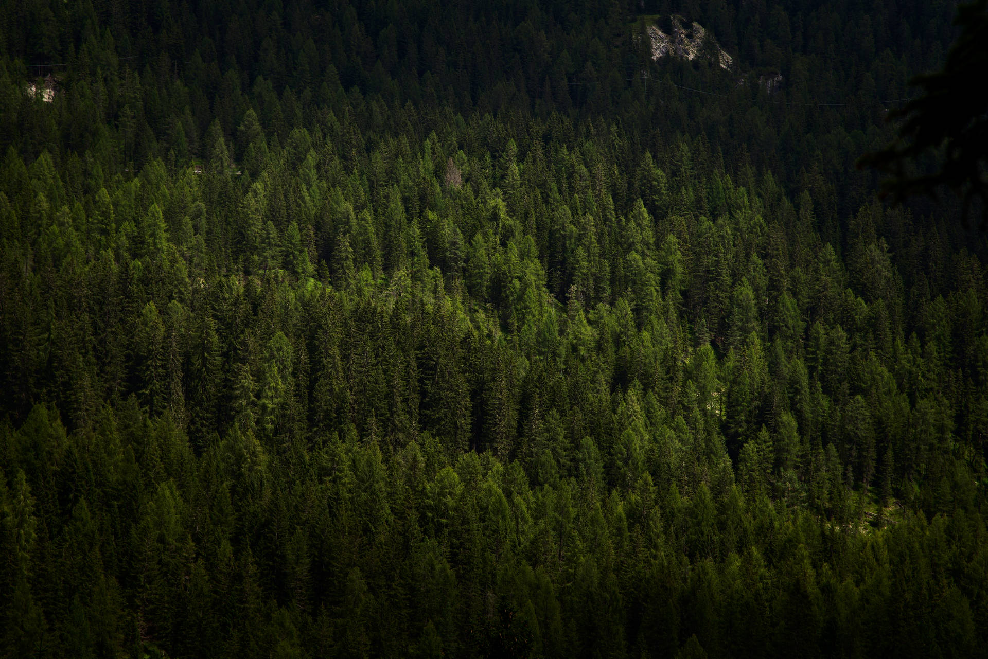 4904X3272 Dark Forest Wallpaper and Background