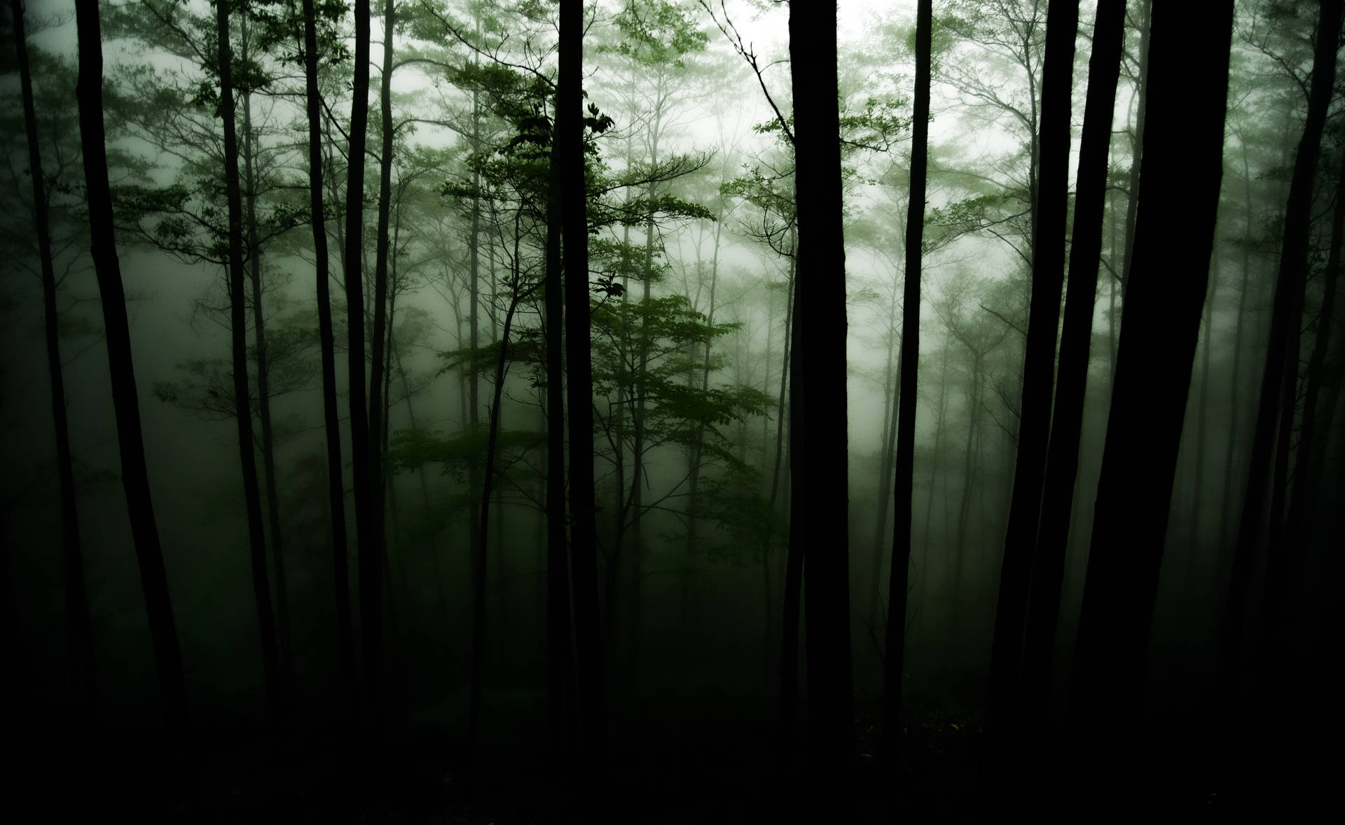 Dark Forest 4928X3021 Wallpaper and Background Image