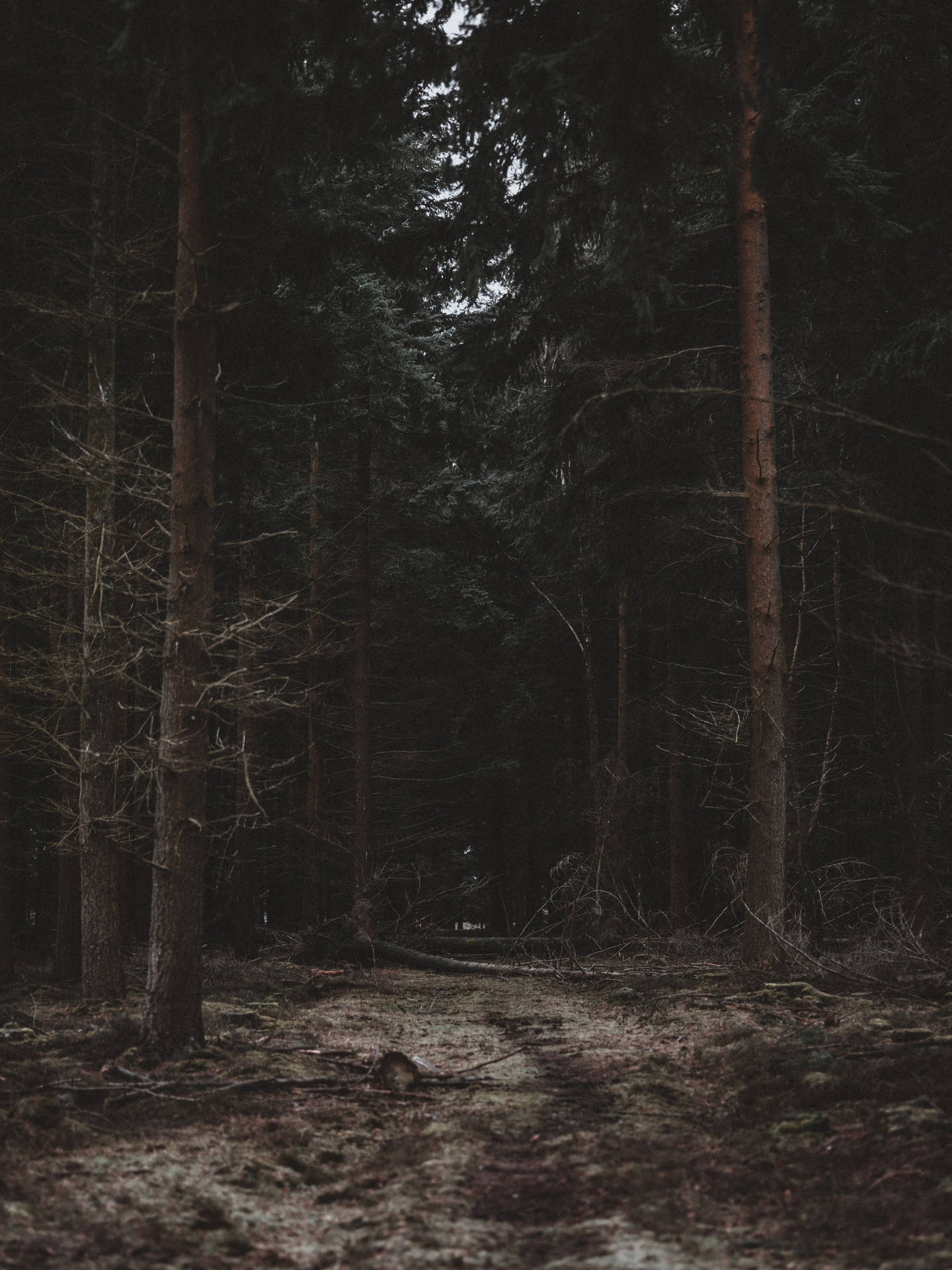 Dark Forest 6144X8192 Wallpaper and Background Image