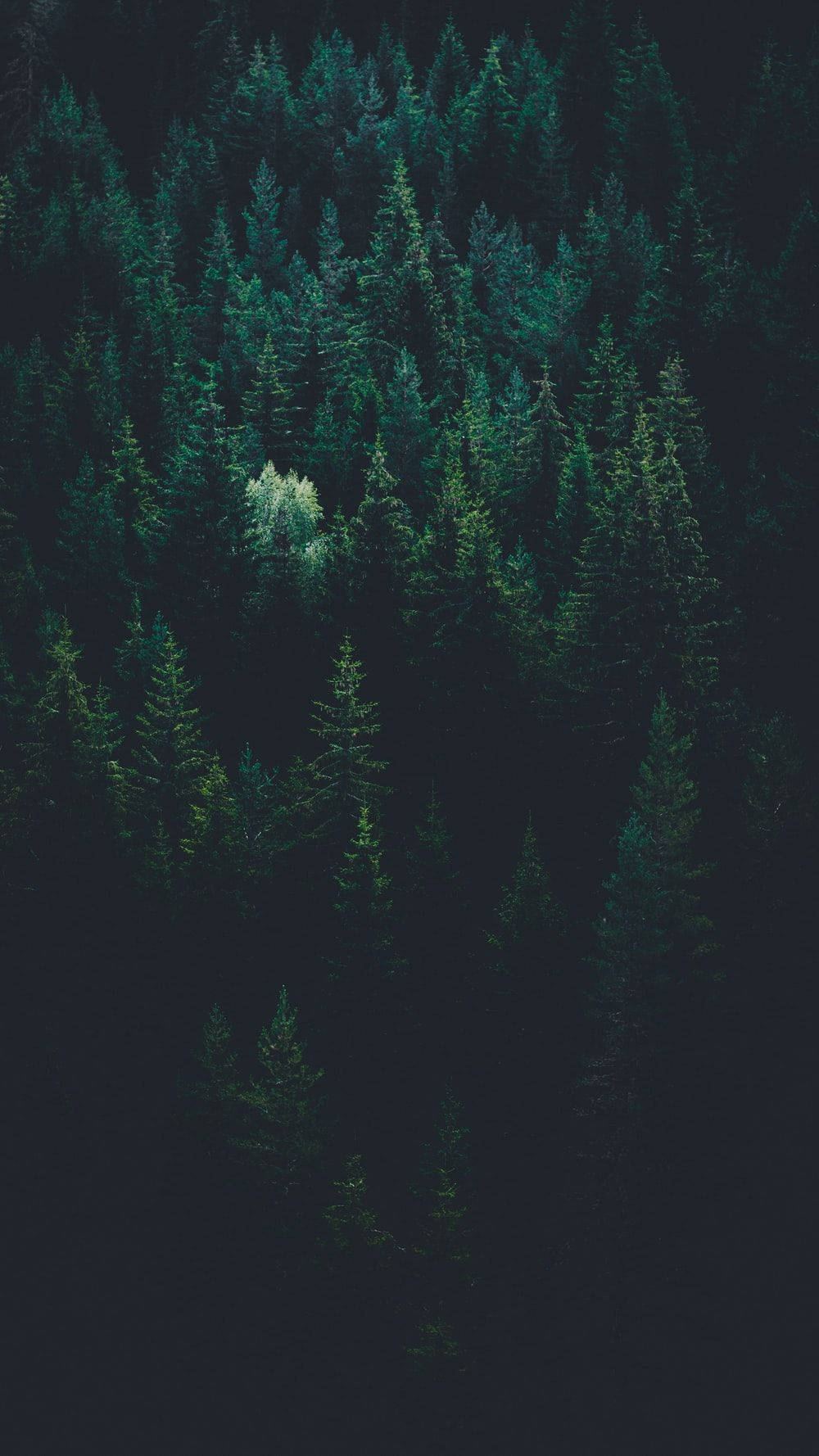 Dark Green 1000X1778 Wallpaper and Background Image