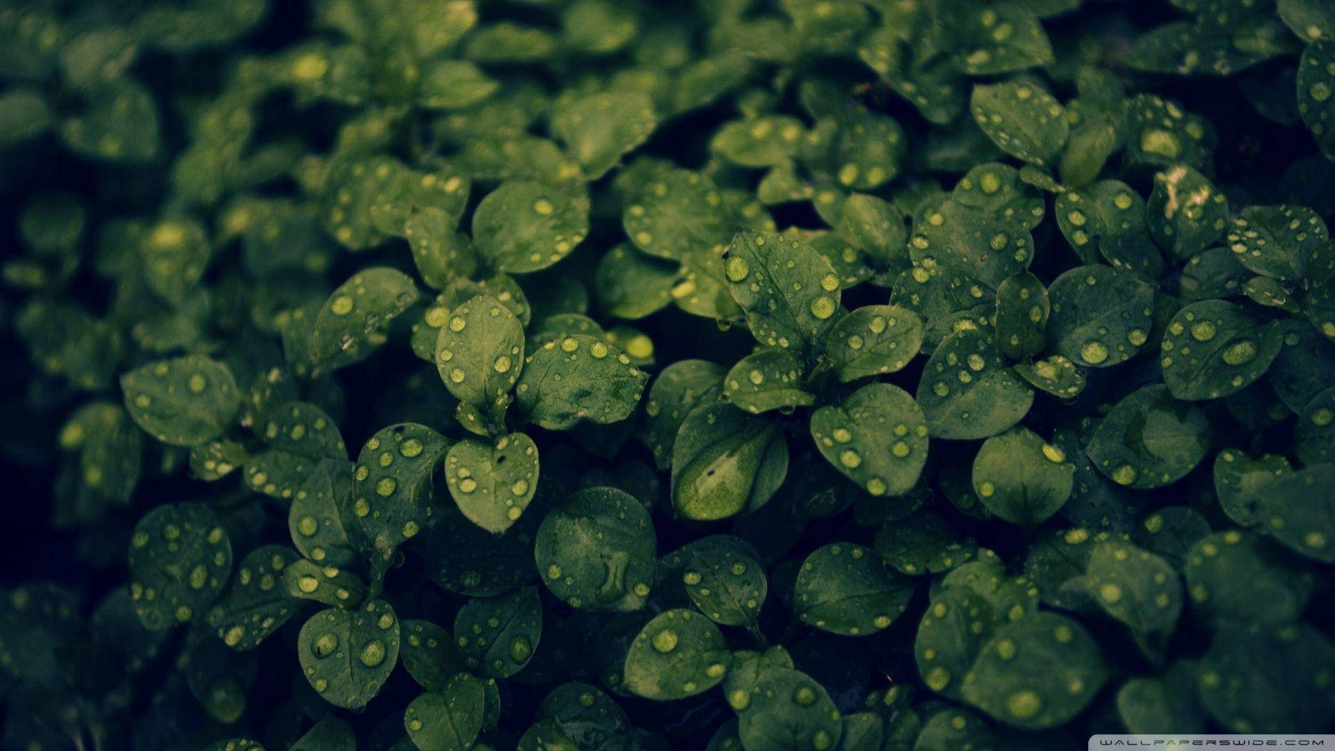 Dark Green 1920X1080 Wallpaper and Background Image