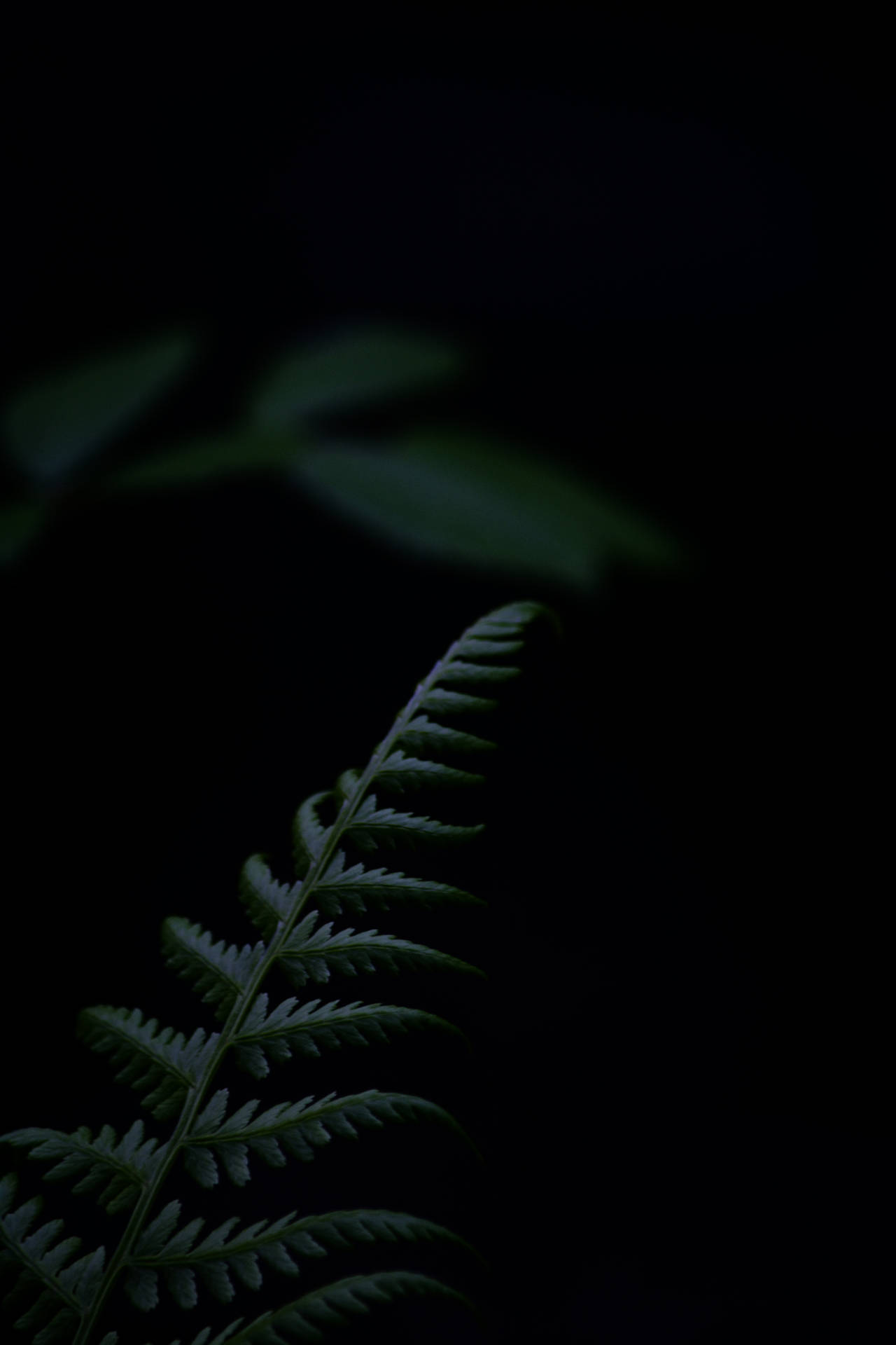 Dark Green 4000X6000 Wallpaper and Background Image
