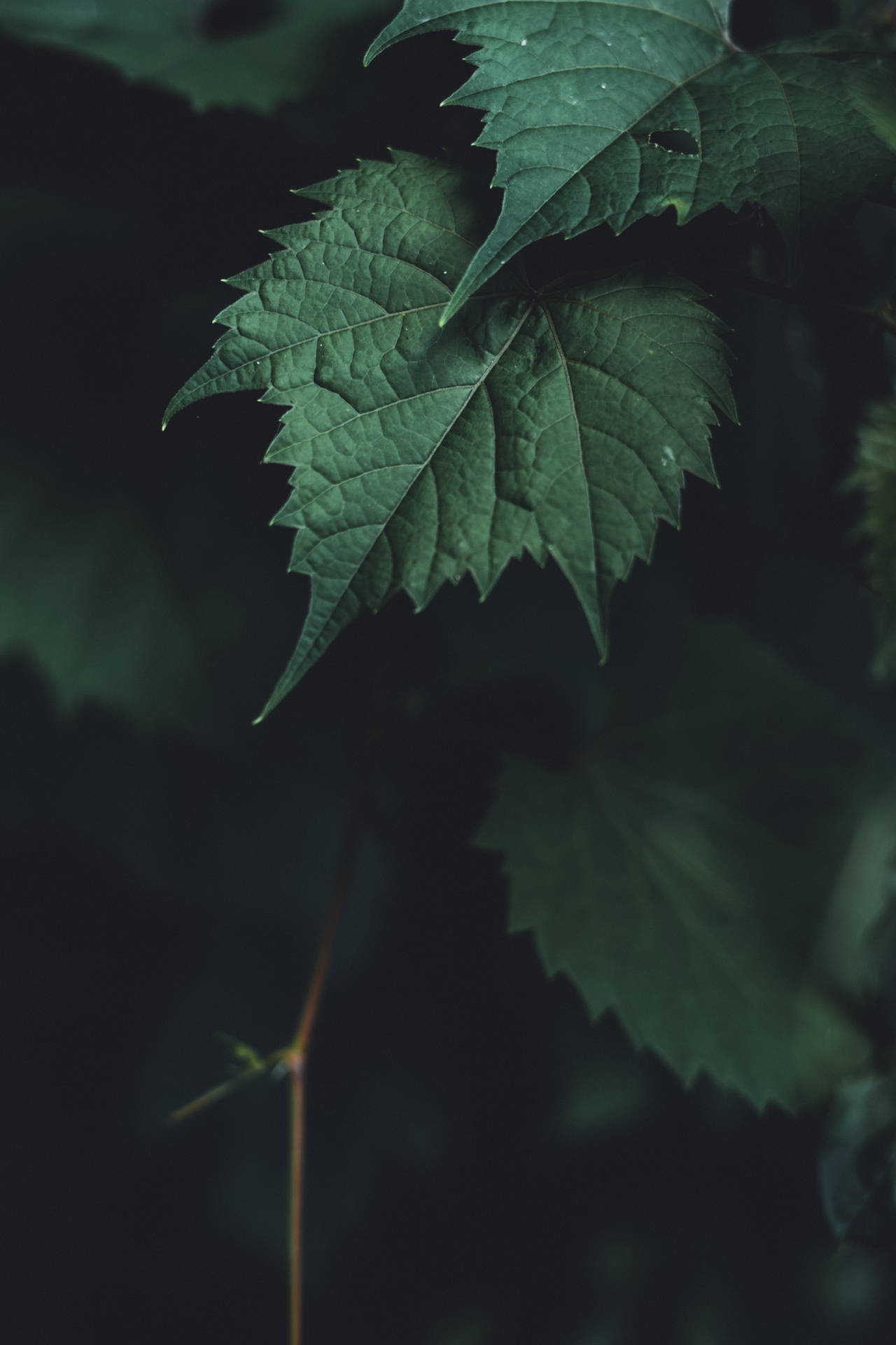 Dark Green 4000X6000 Wallpaper and Background Image