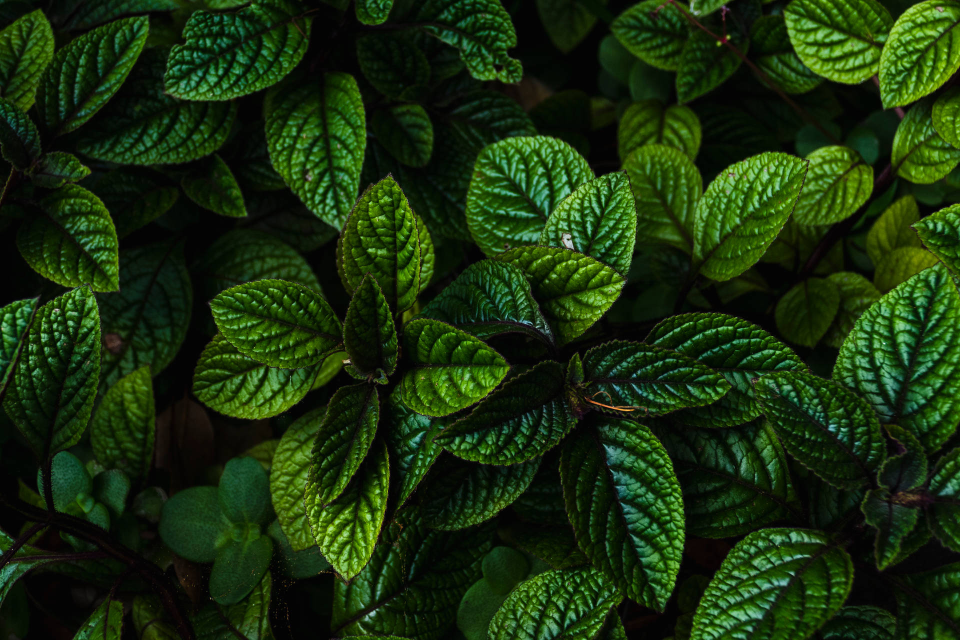 Dark Green 5472X3648 Wallpaper and Background Image