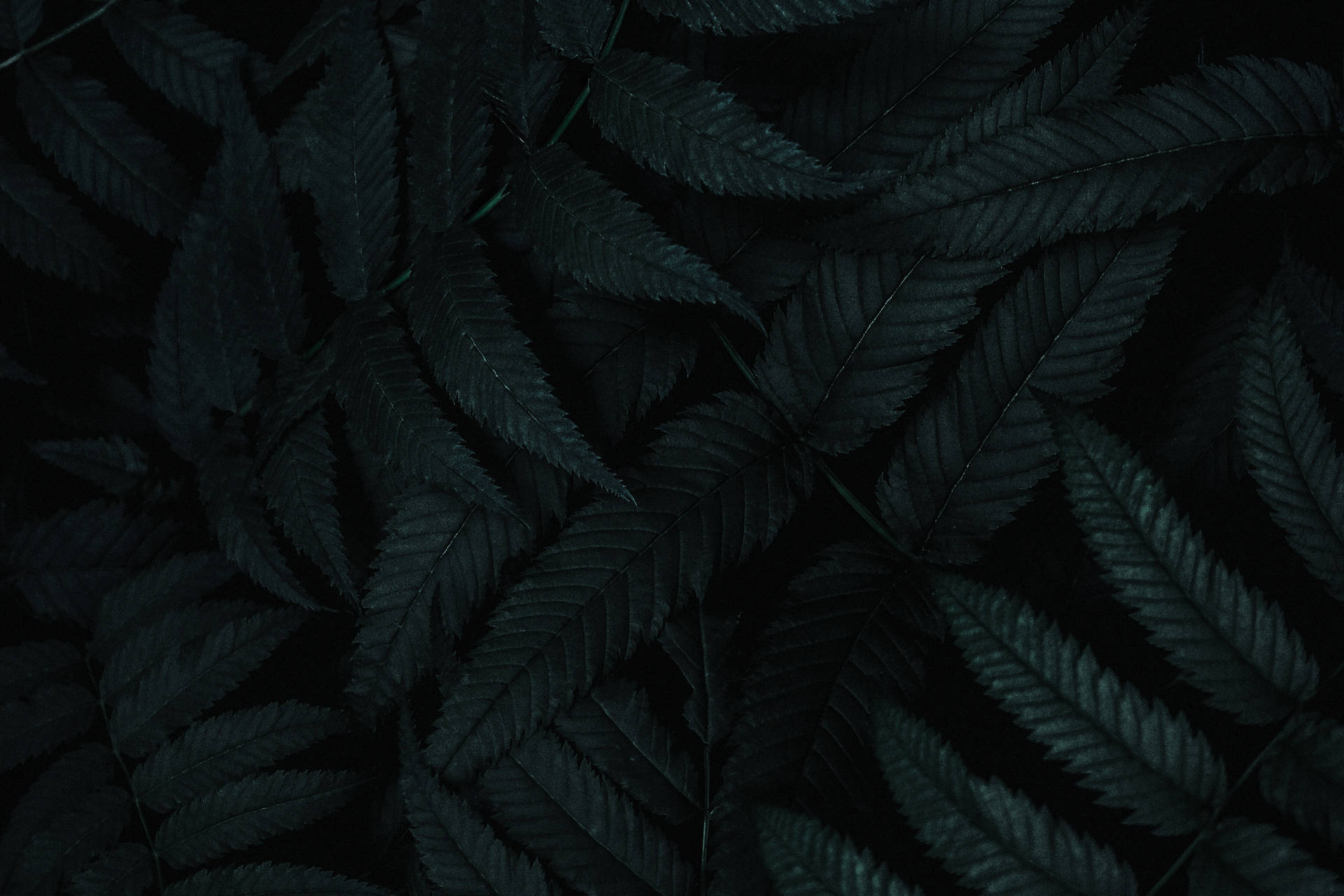 Dark Green 6000X4000 Wallpaper and Background Image