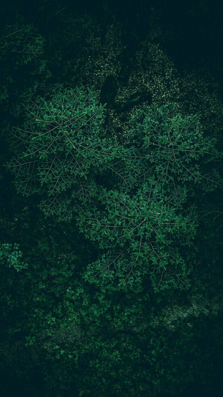 736X1308 Dark Green Wallpaper and Background