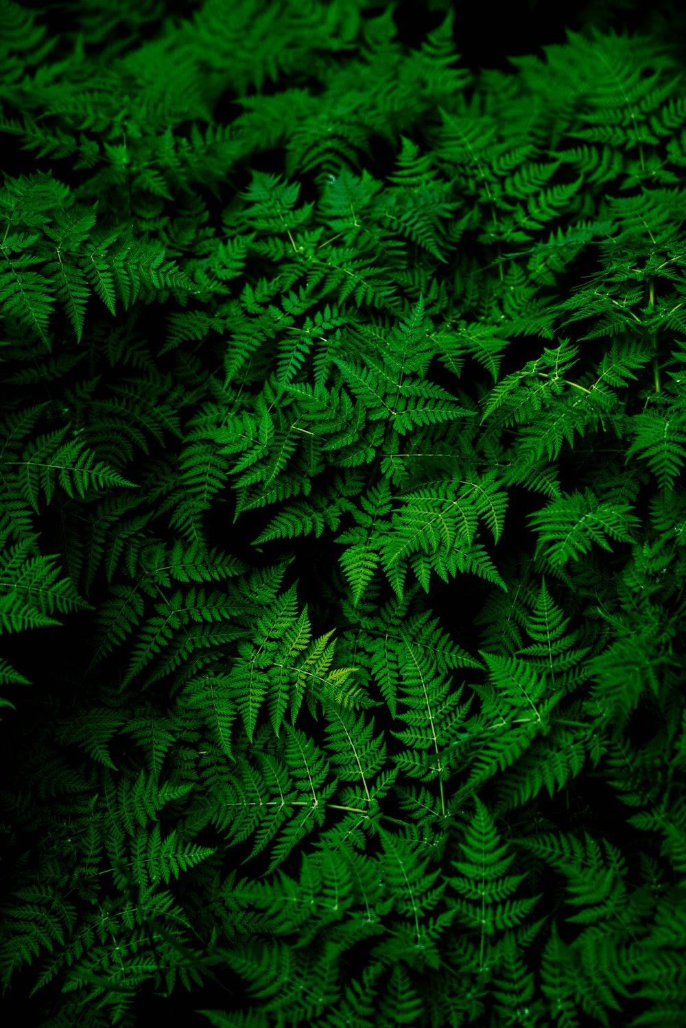 1000X1499 Dark Green Aesthetic Wallpaper and Background