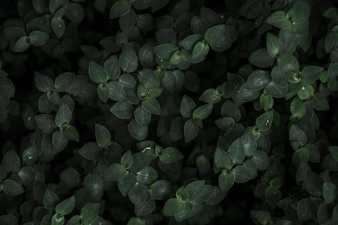 Dark Green Aesthetic 1080X720 Wallpaper and Background Image