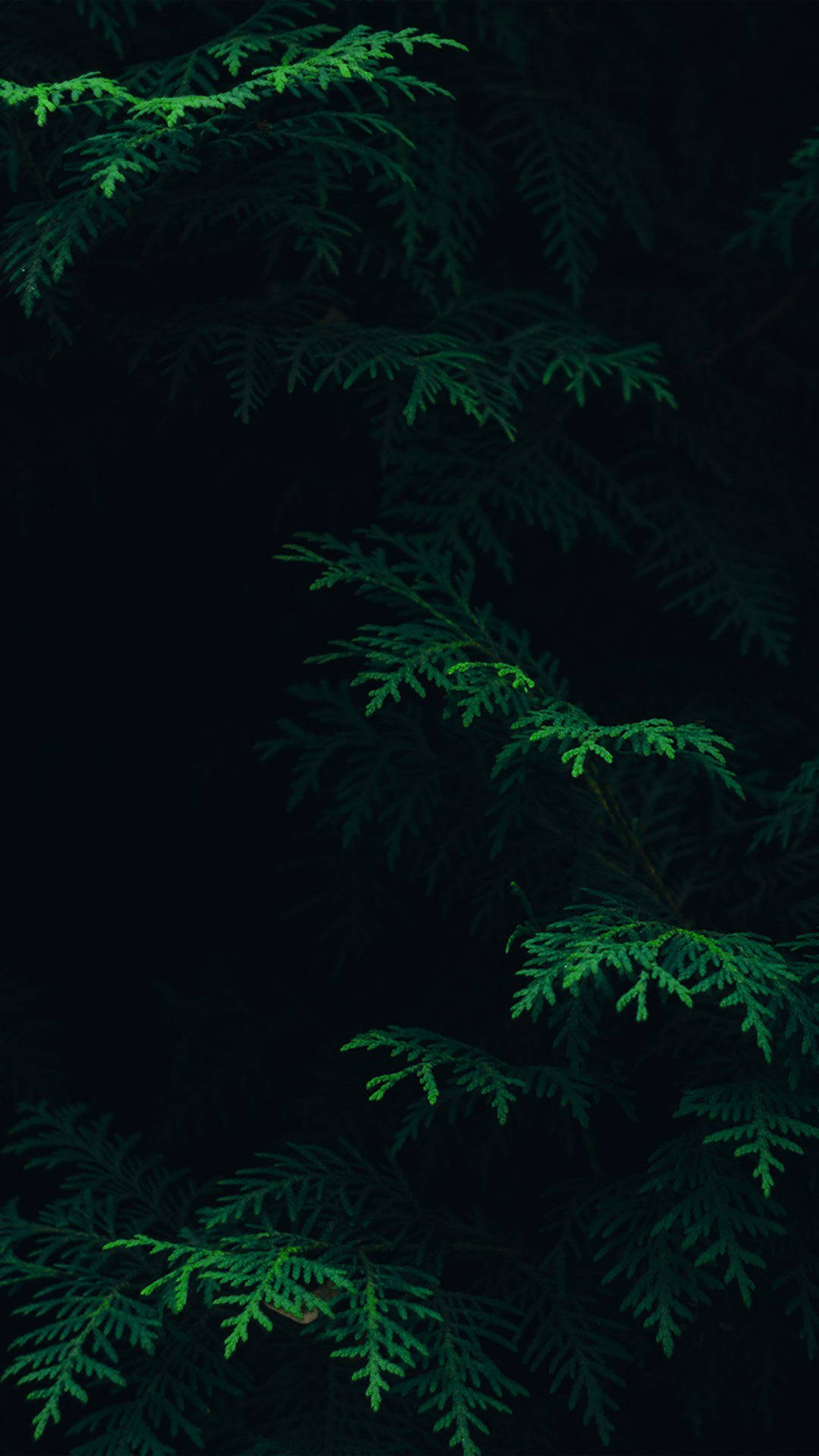 Dark Green Aesthetic 1242X2208 Wallpaper and Background Image