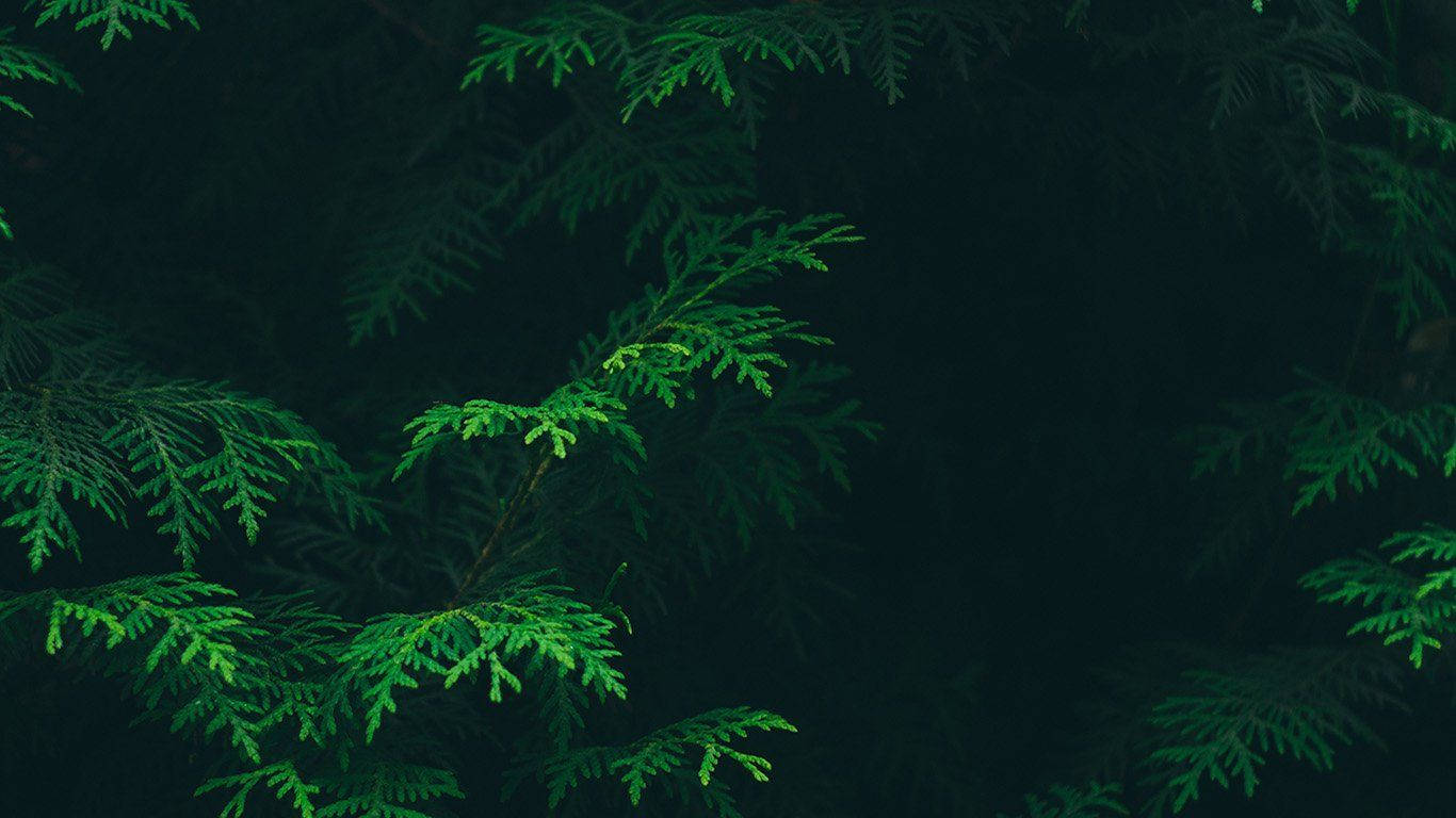 1366X768 Dark Green Aesthetic Wallpaper and Background
