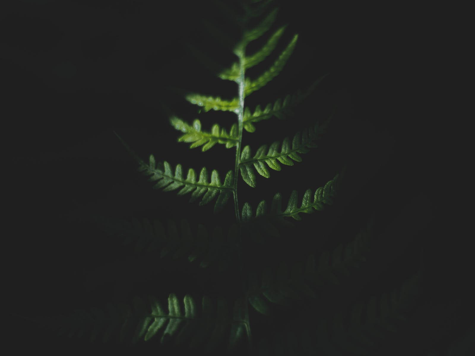 1600X1200 Dark Green Aesthetic Wallpaper and Background