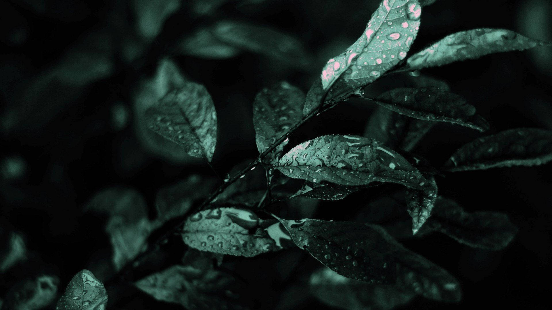 Dark Green Aesthetic 1920X1080 Wallpaper and Background Image