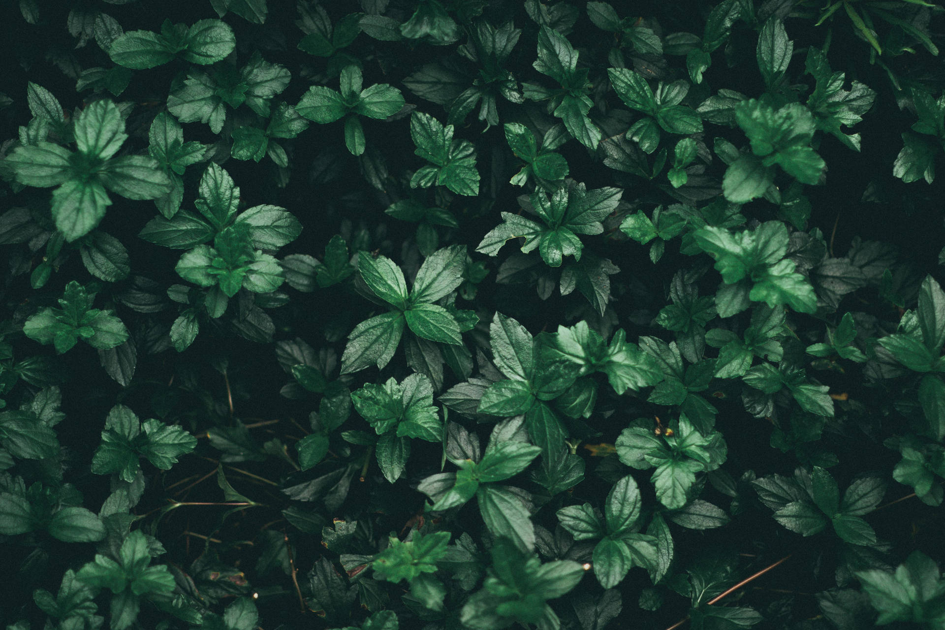 6000X4000 Dark Green Aesthetic Wallpaper and Background