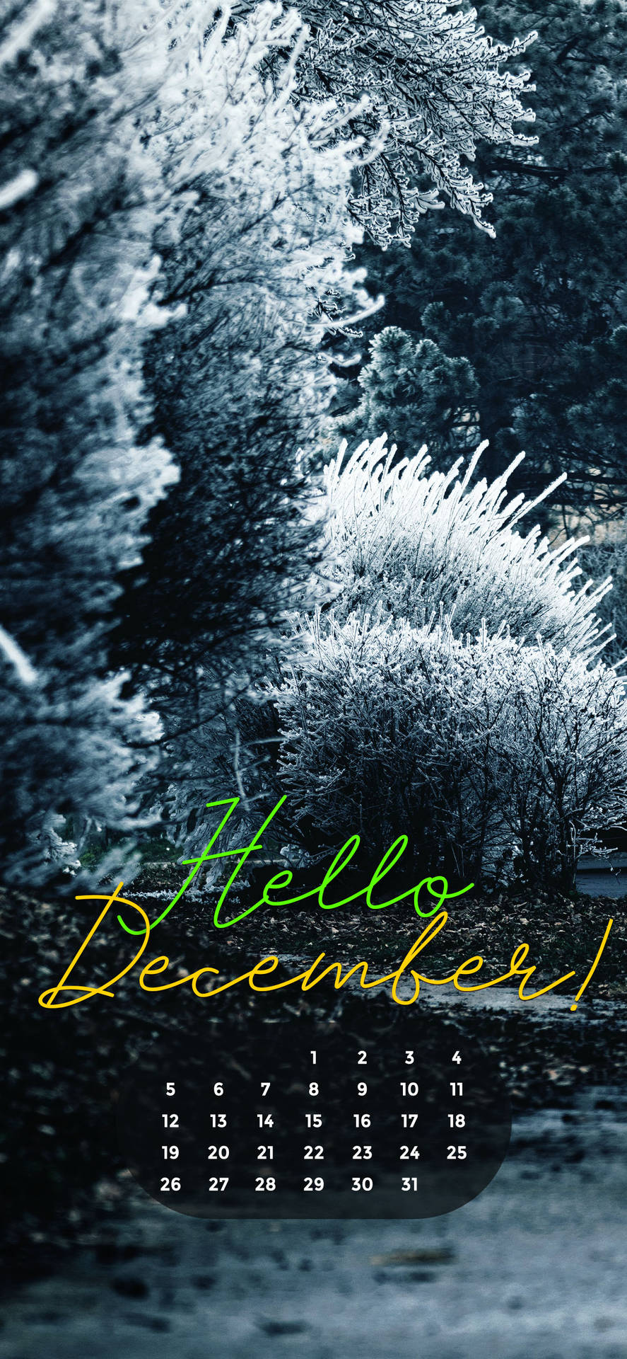 December 1284X2778 Wallpaper and Background Image