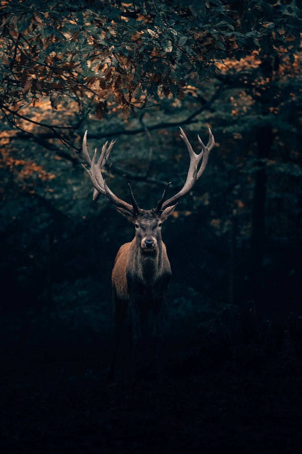 1000X1500 Deer Wallpaper and Background