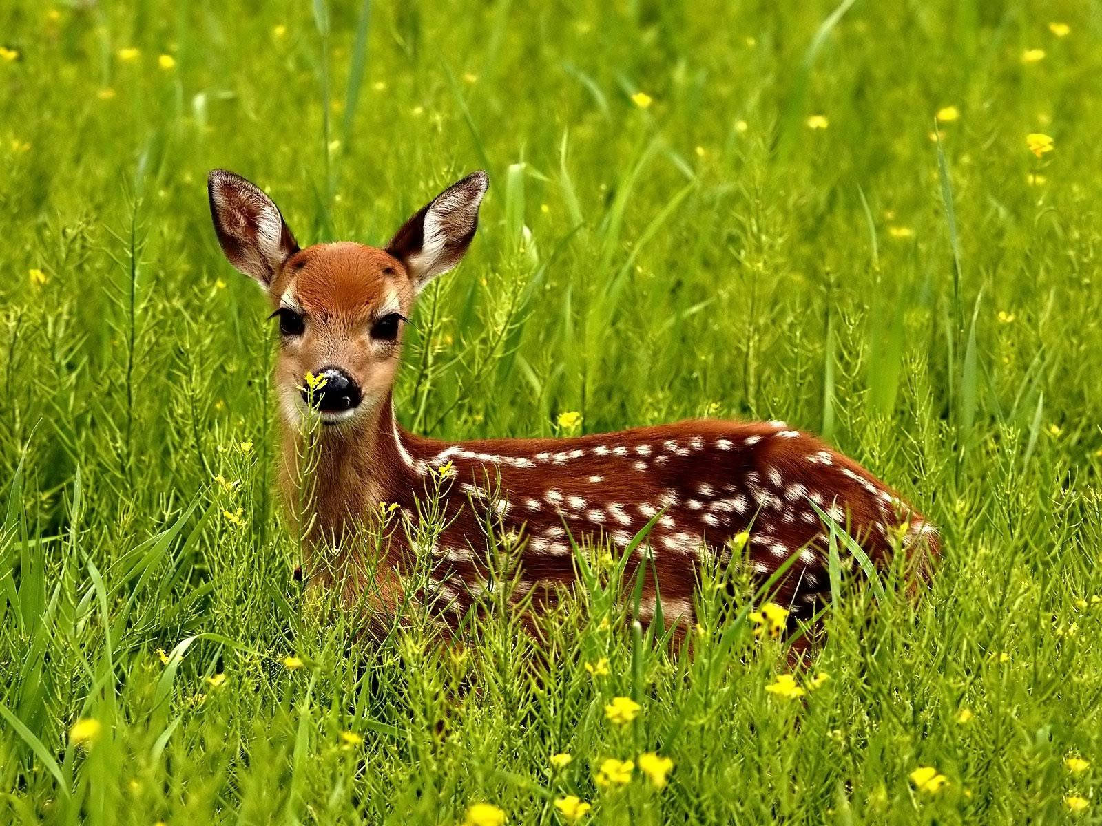 1600X1200 Deer Wallpaper and Background