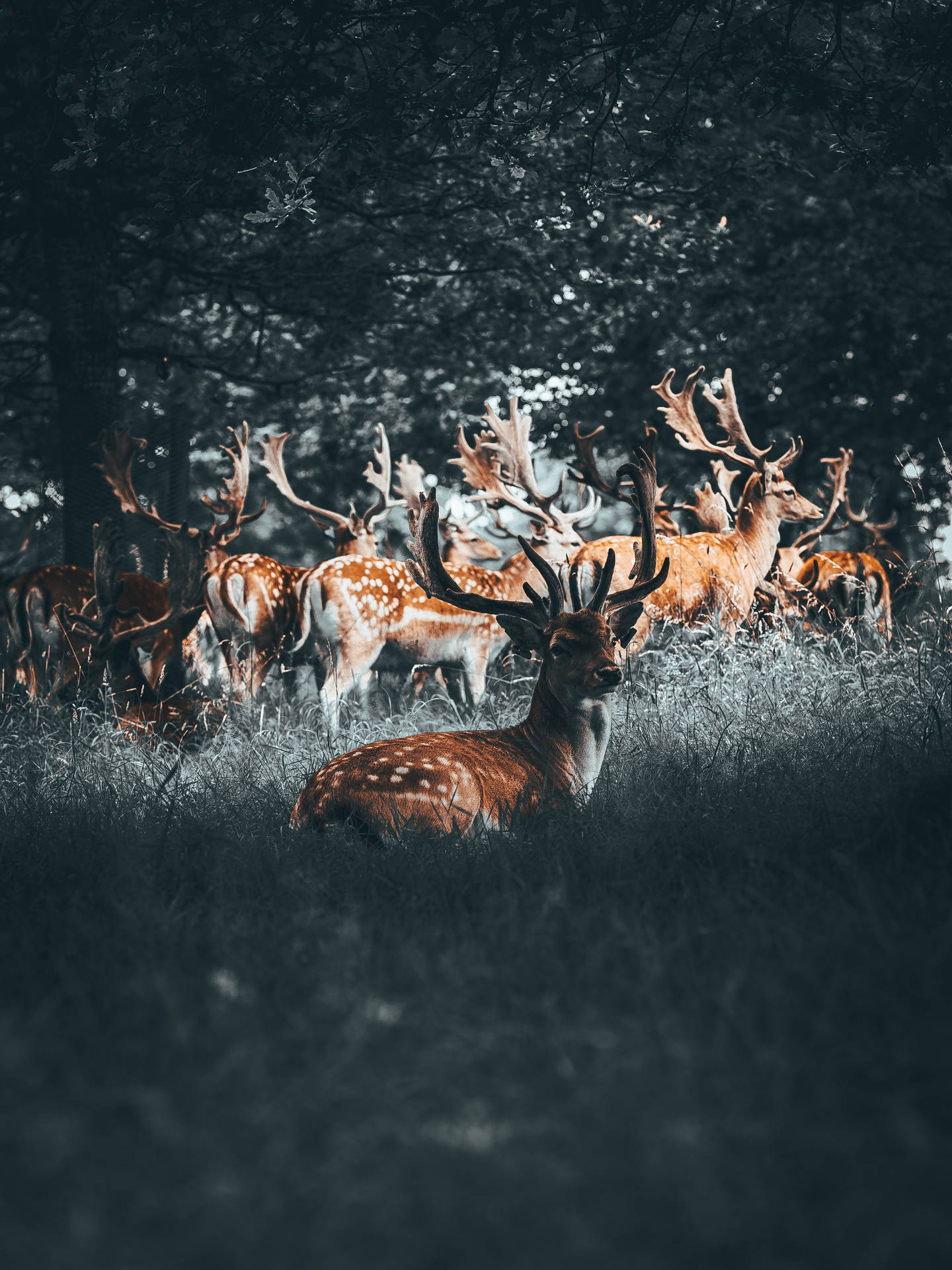 2449X3265 Deer Wallpaper and Background