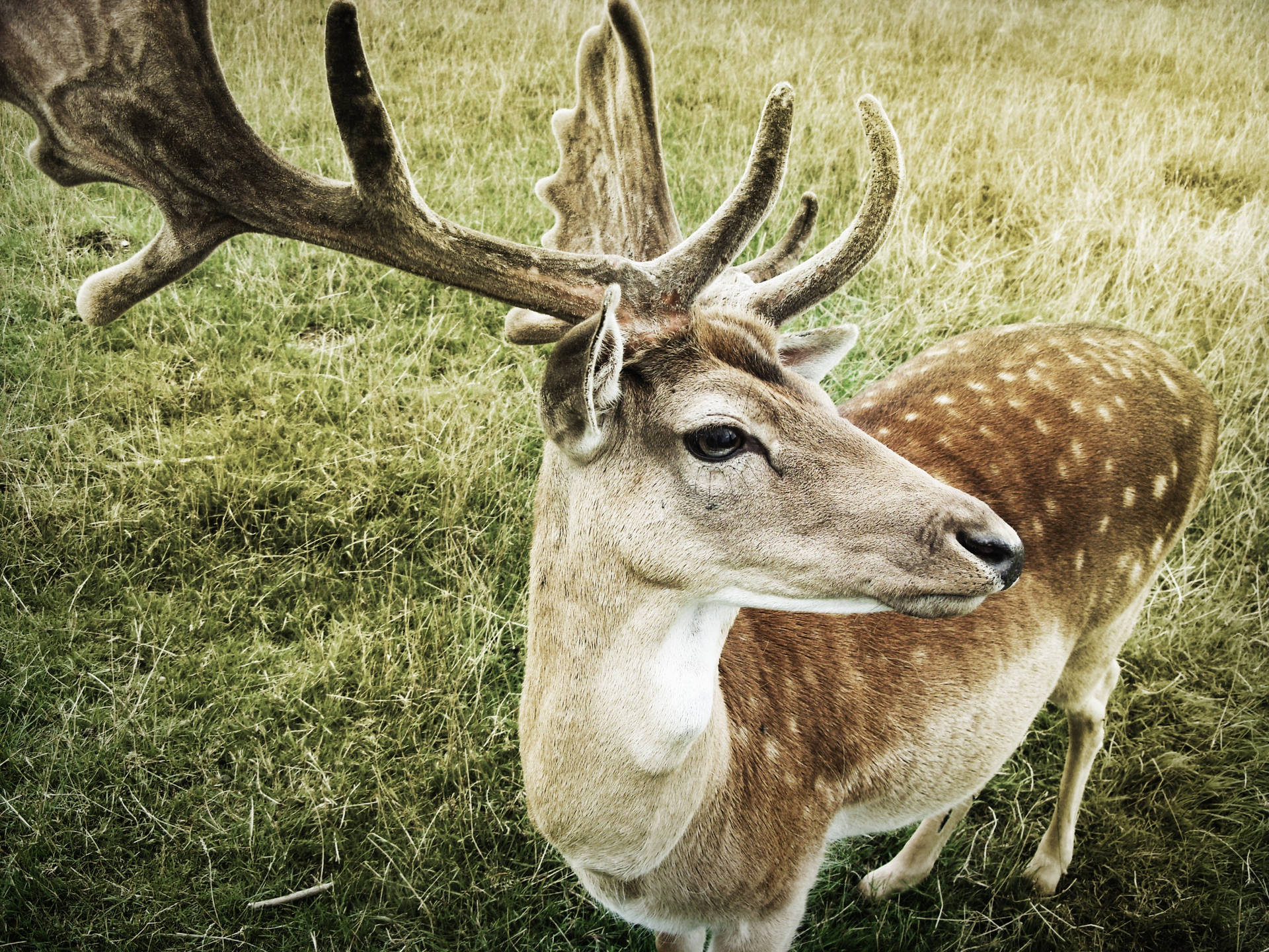 2592X1944 Deer Wallpaper and Background