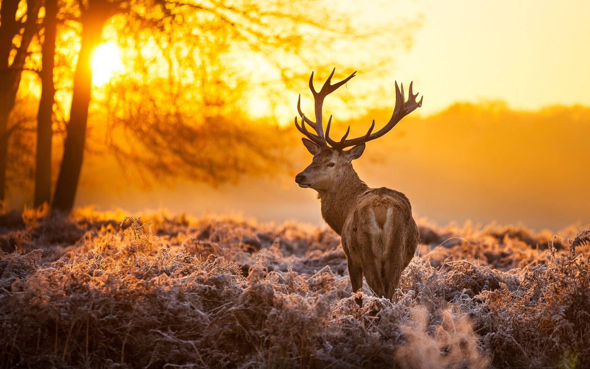 2880X1800 Deer Wallpaper and Background