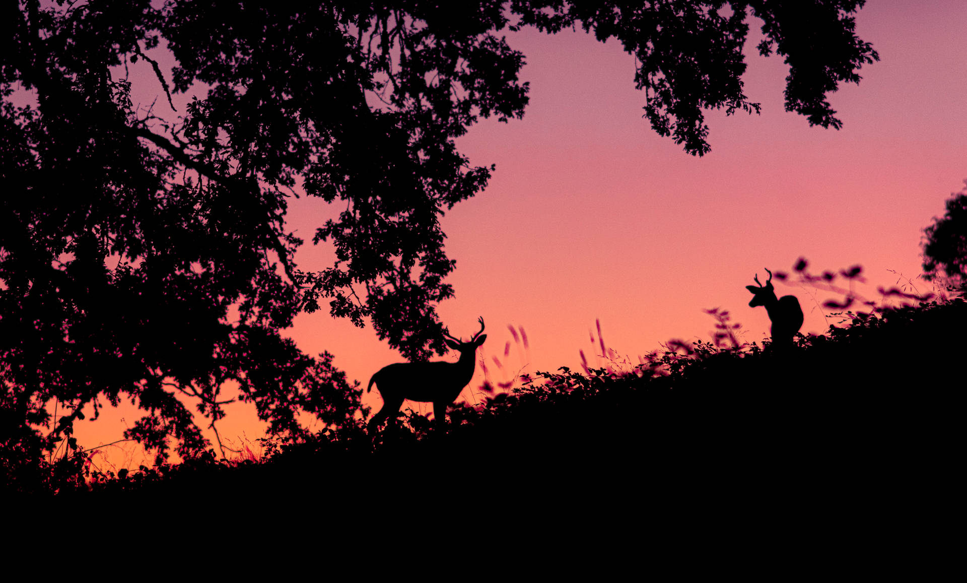 5120X3084 Deer Wallpaper and Background