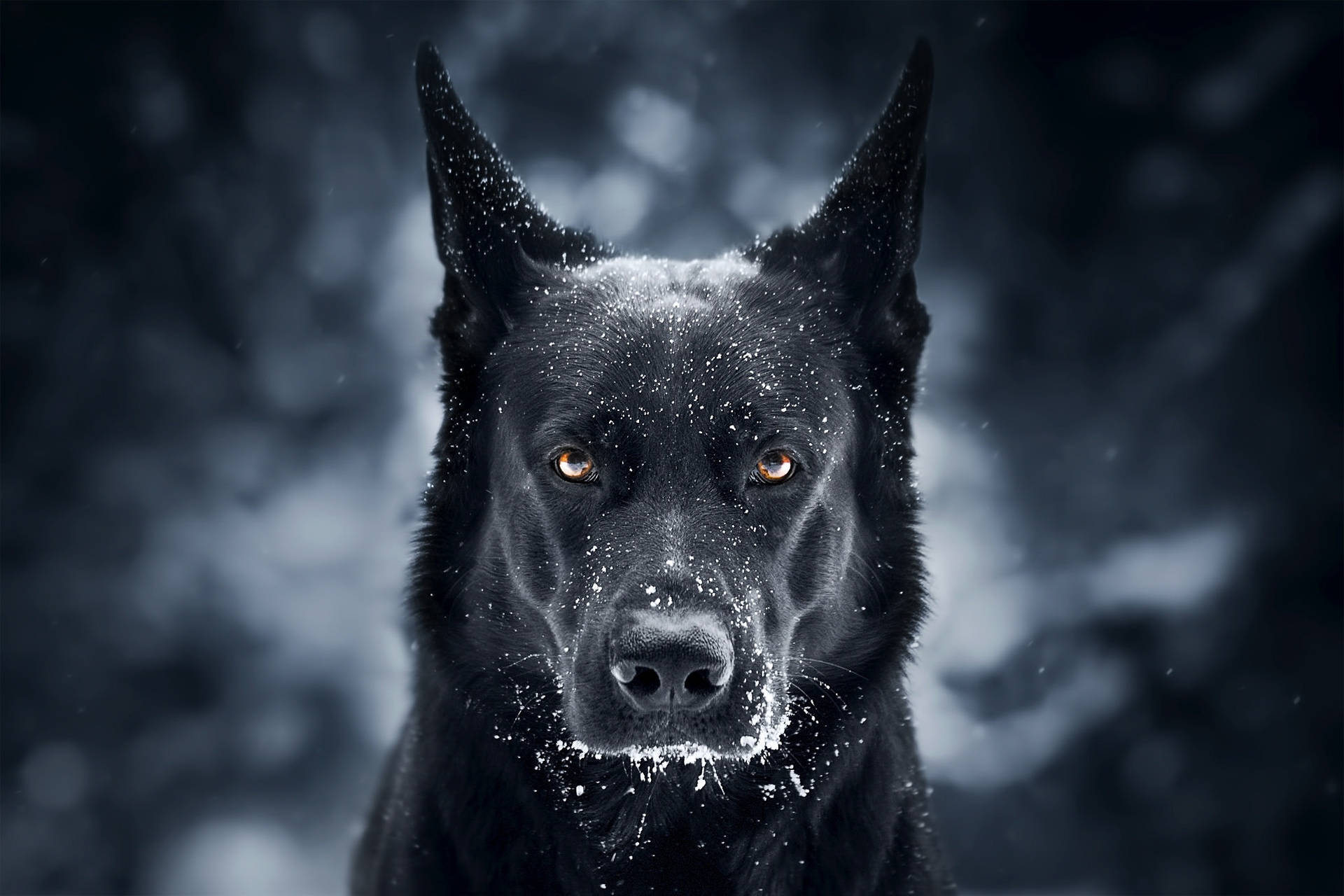 Dog 2048X1365 Wallpaper and Background Image