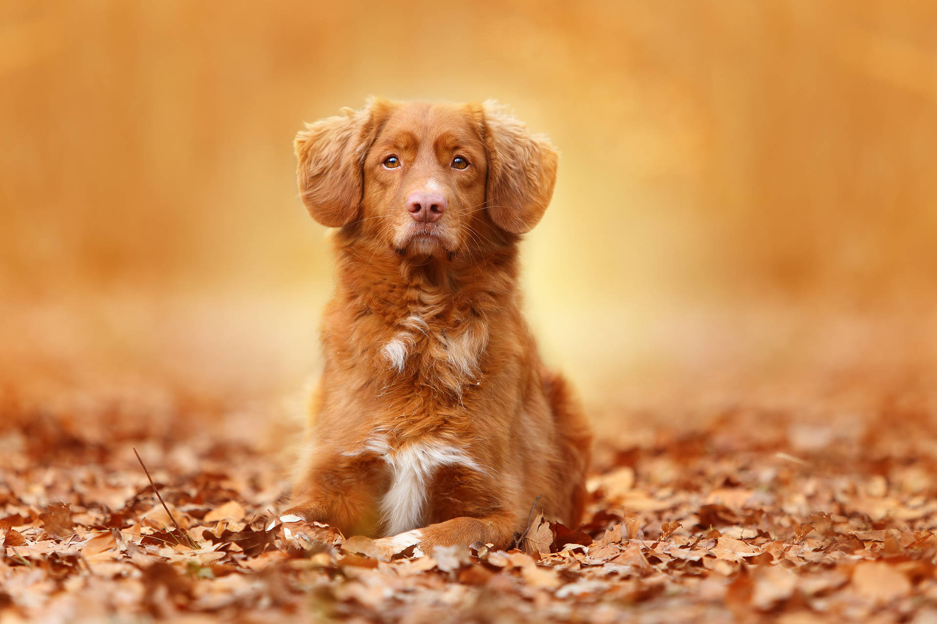 2048X1365 Dog Wallpaper and Background