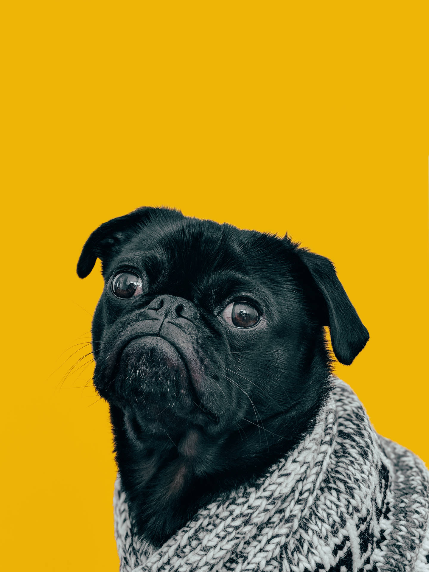3024X4032 Dog Wallpaper and Background