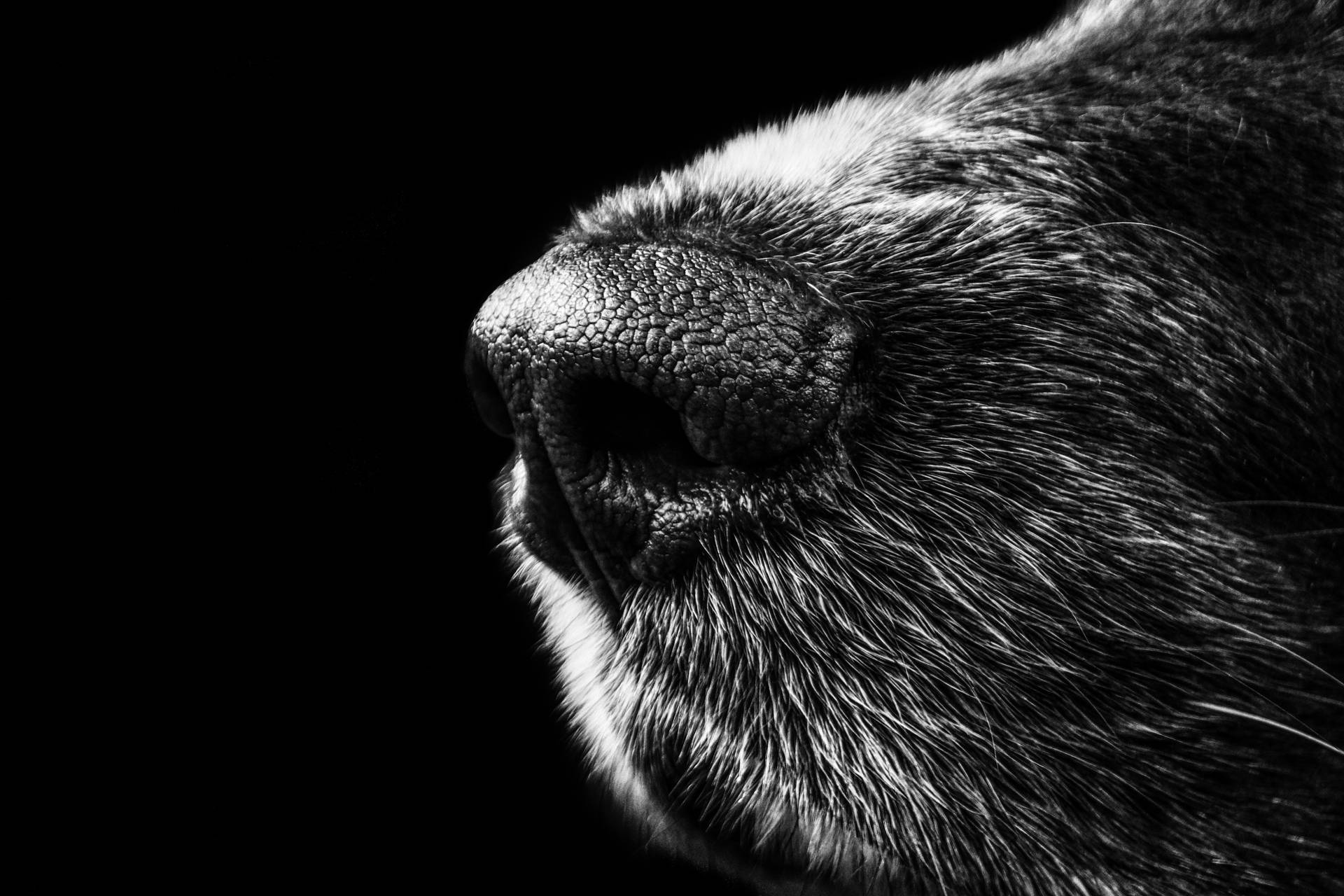 Dog 5701X3801 Wallpaper and Background Image