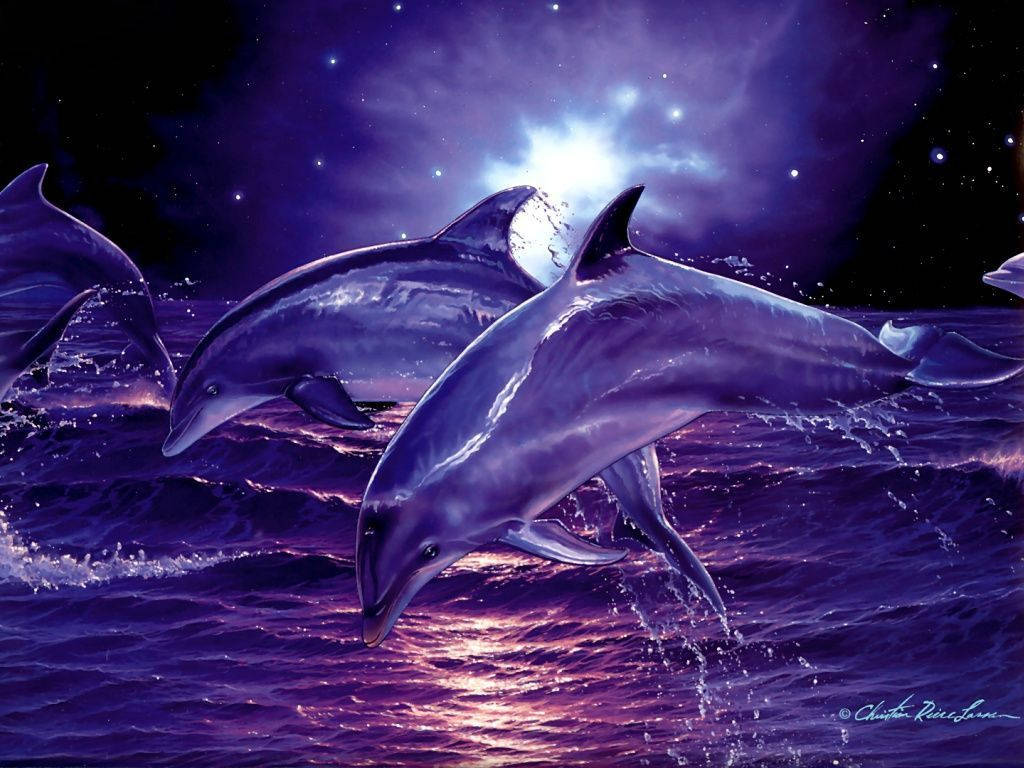 1024X768 Dolphin Wallpaper and Background