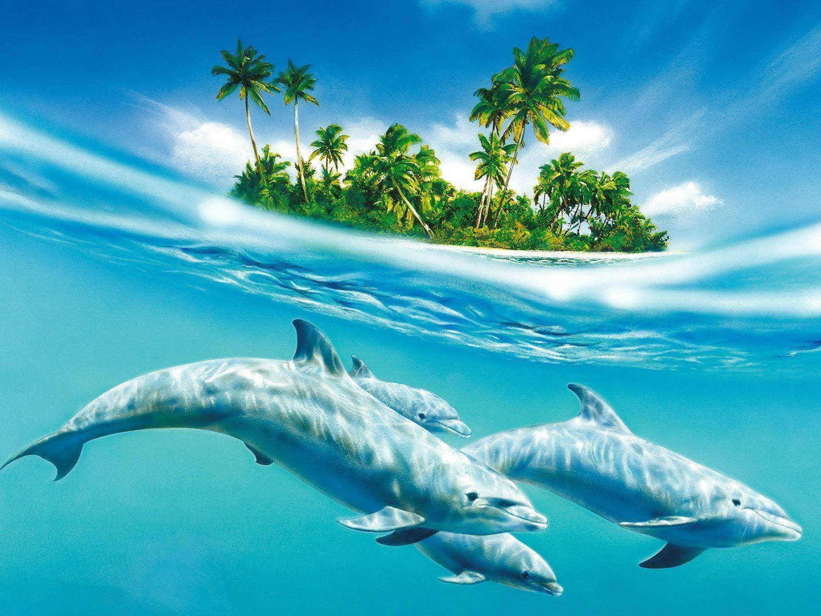 Dolphin 1600X1200 Wallpaper and Background Image