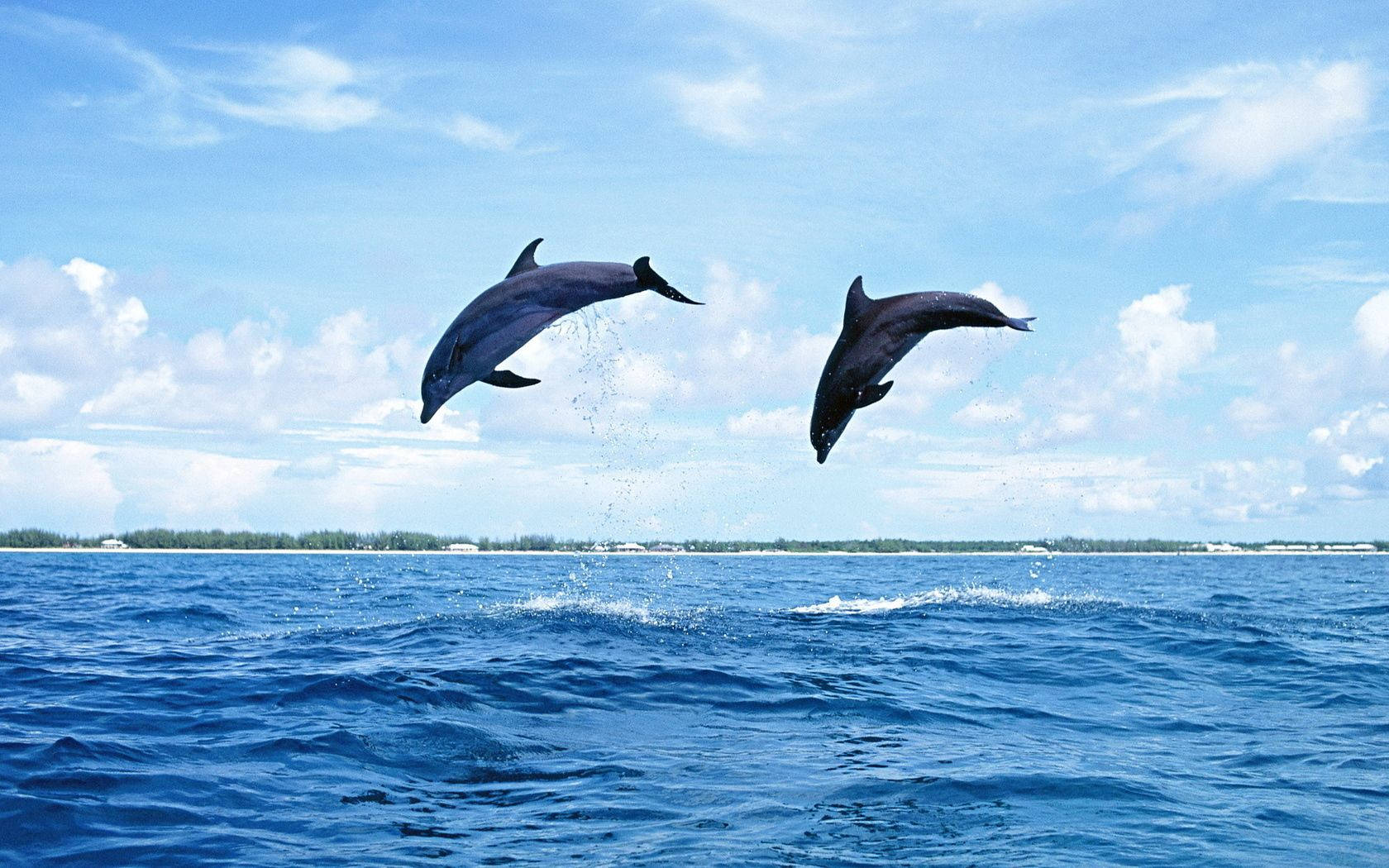 Dolphin 1680X1050 Wallpaper and Background Image