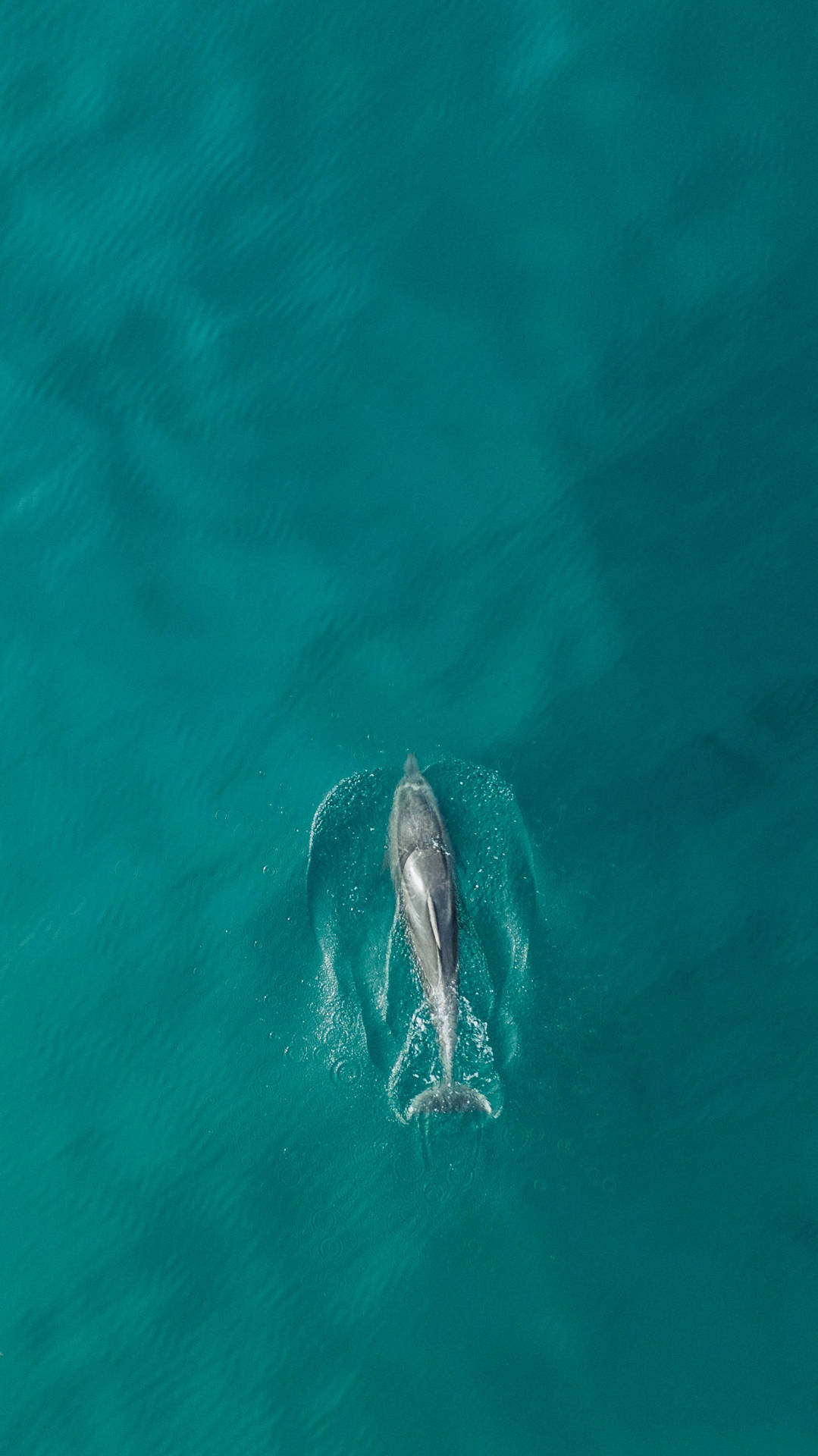 1725X3070 Dolphin Wallpaper and Background