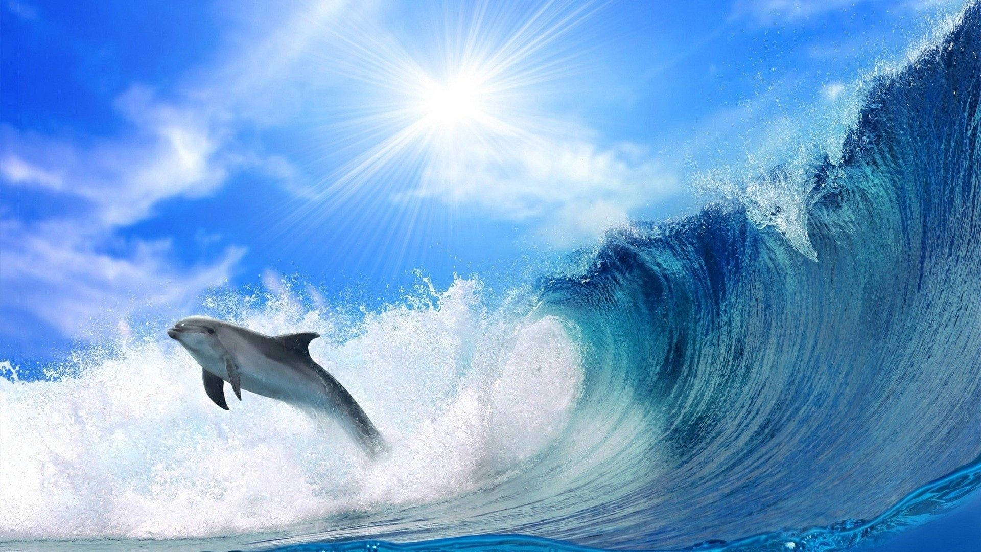 Dolphin 1920X1080 Wallpaper and Background Image