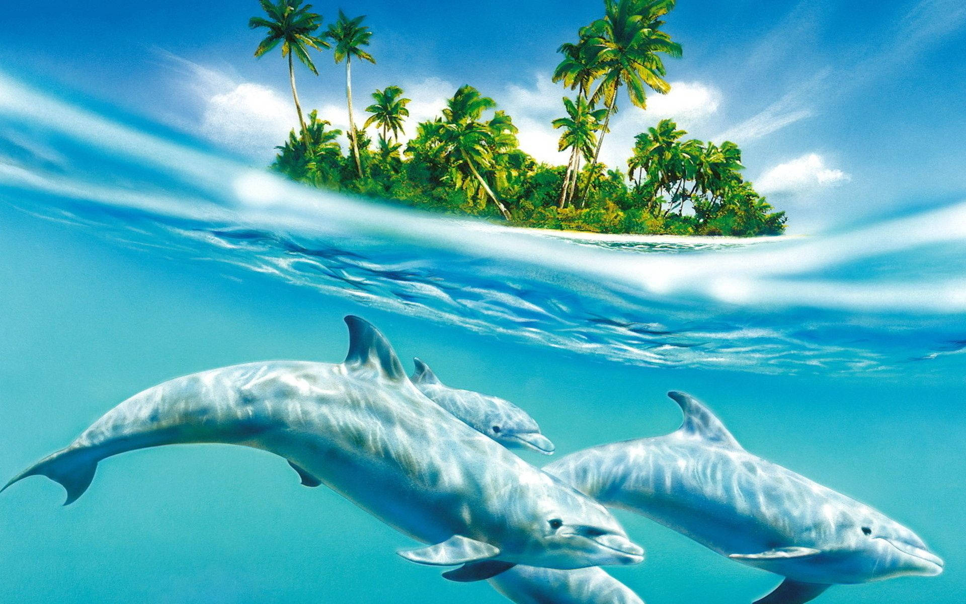 Dolphin 1920X1200 Wallpaper and Background Image