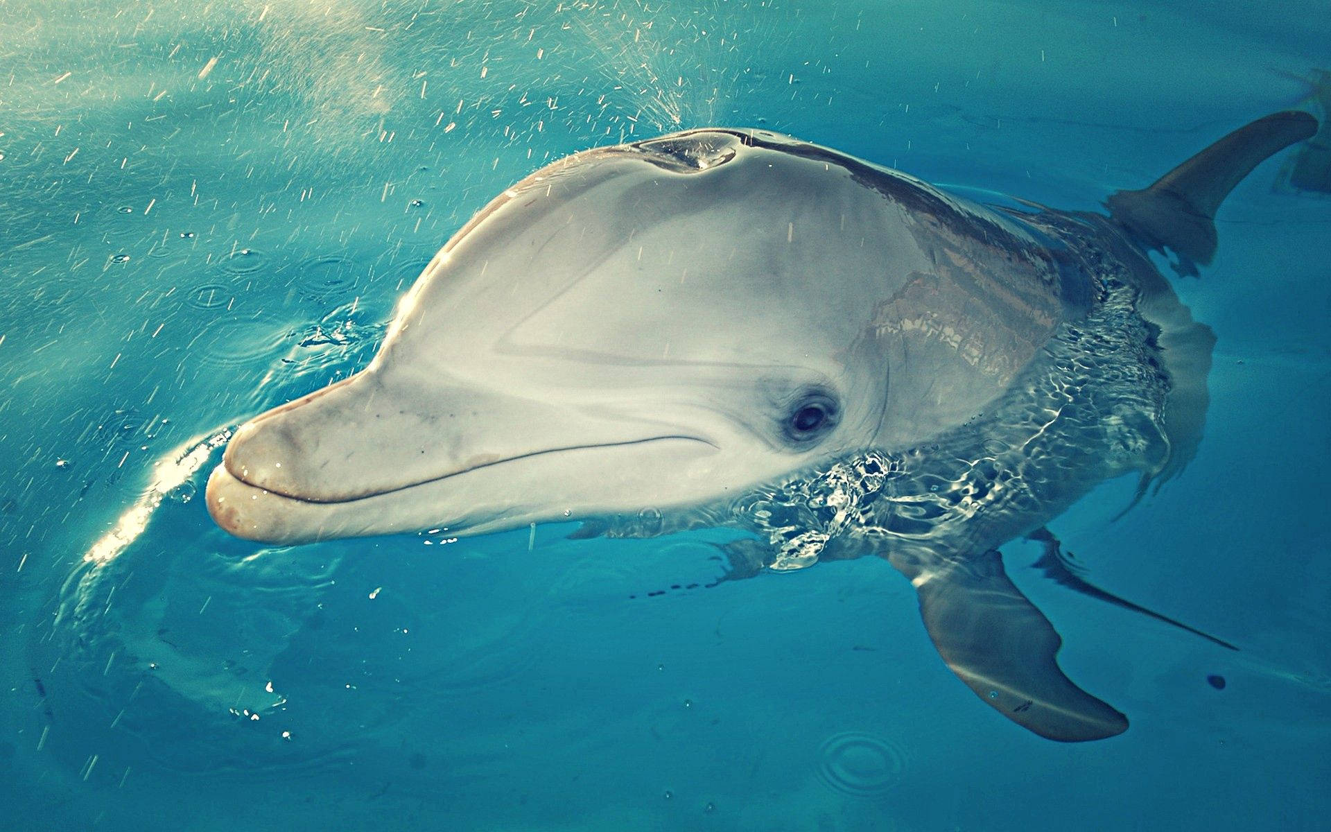 Dolphin 1920X1200 Wallpaper and Background Image