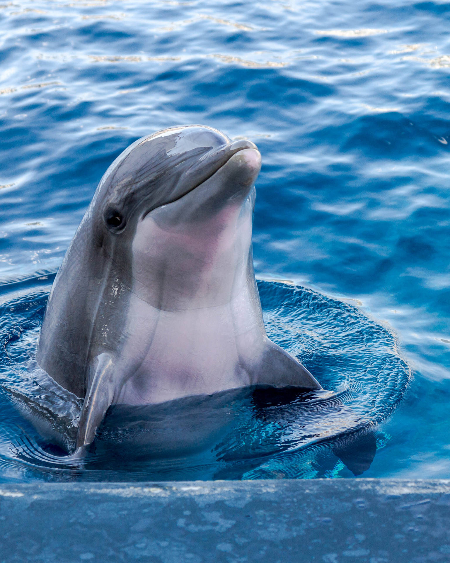 Dolphin 2274X2842 Wallpaper and Background Image
