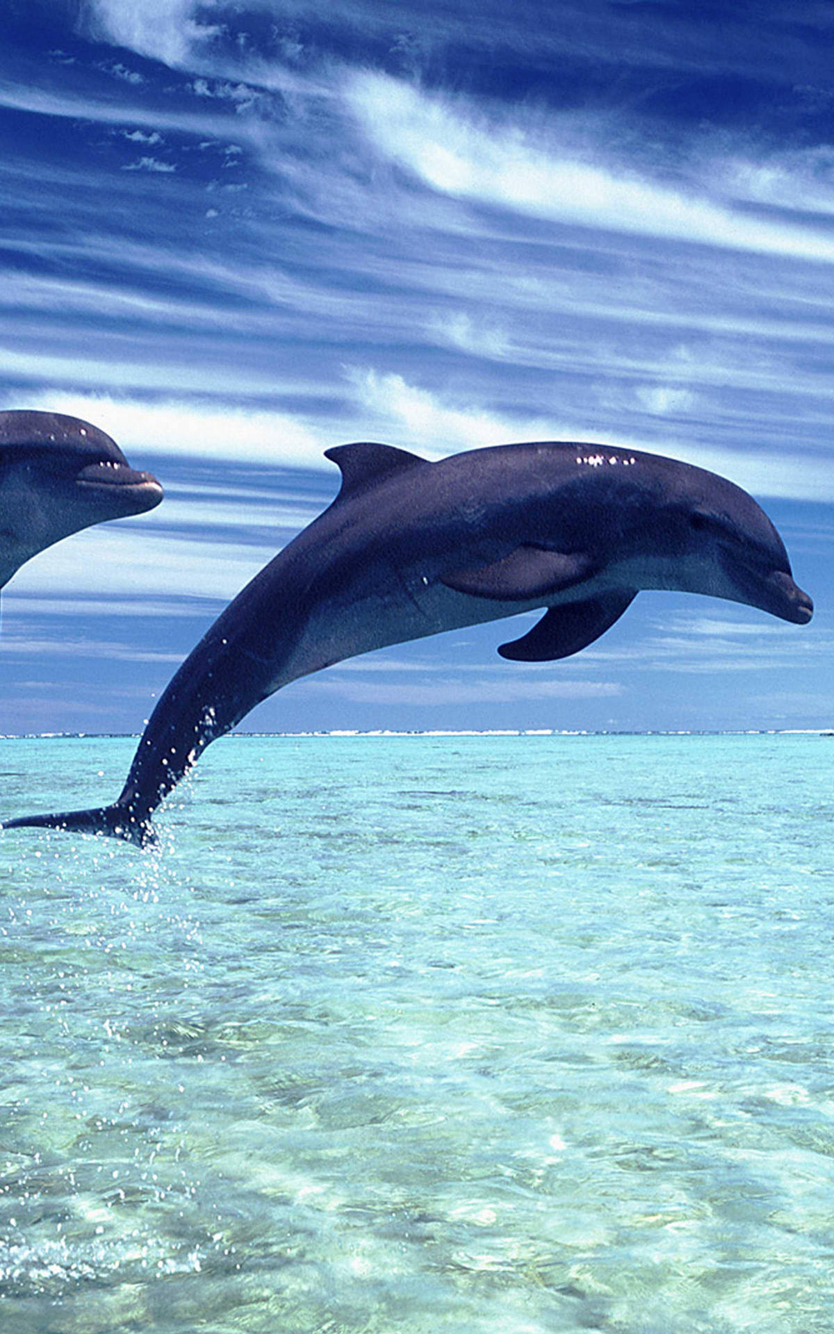 Dolphin 2400X3840 Wallpaper and Background Image