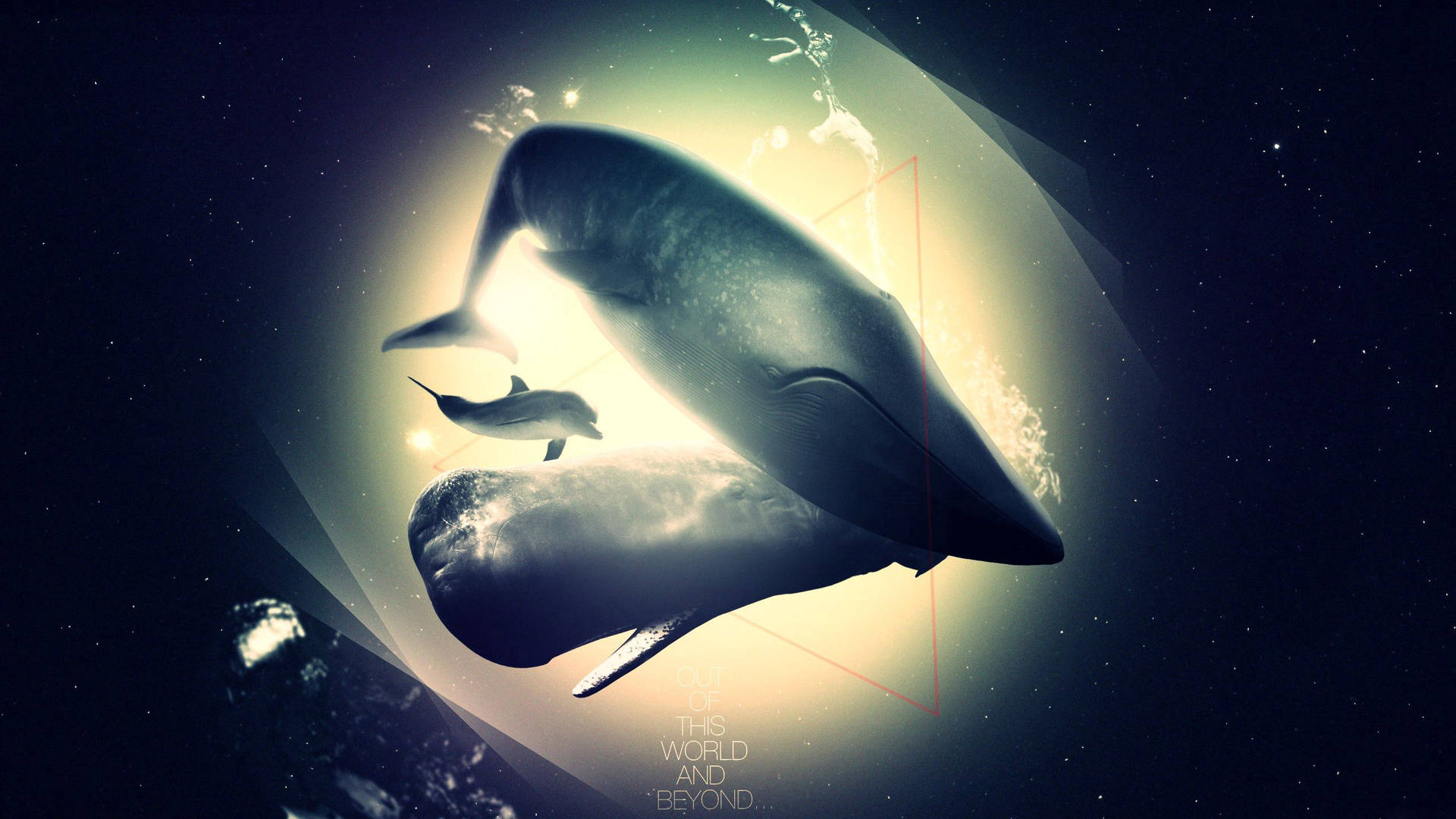 Dolphin 2560X1440 Wallpaper and Background Image