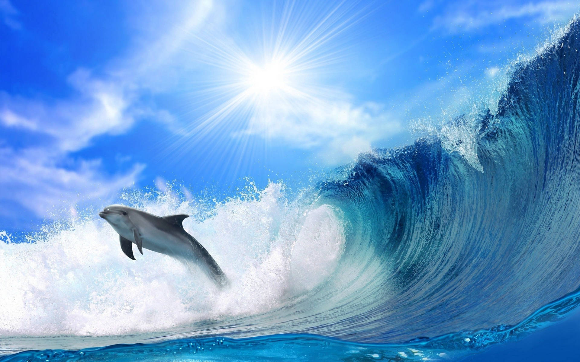 Dolphin 2560X1600 Wallpaper and Background Image